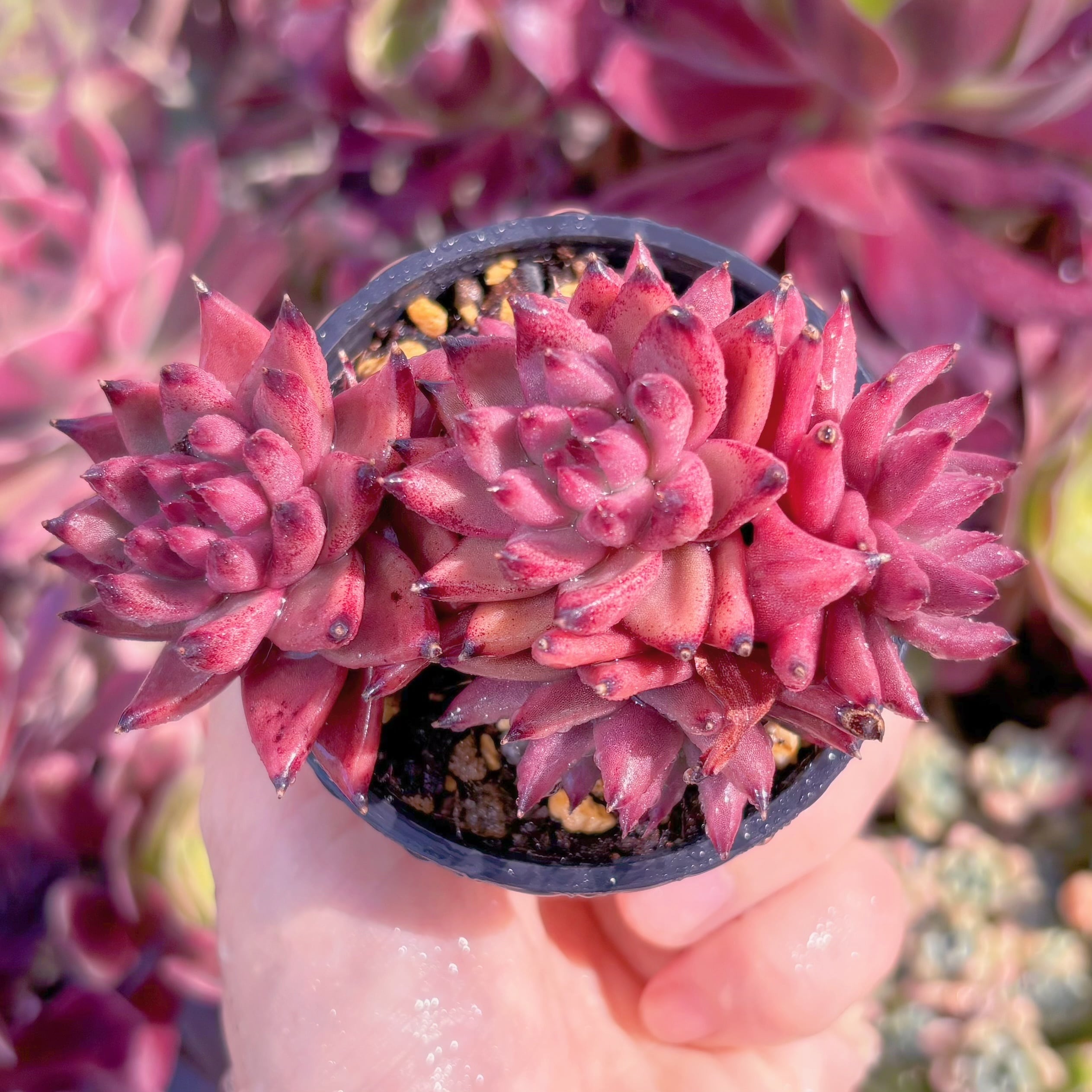 現品　ブラッドロメオ#645　群生　るる農園