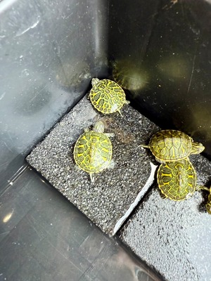 フロリダレッドベリー