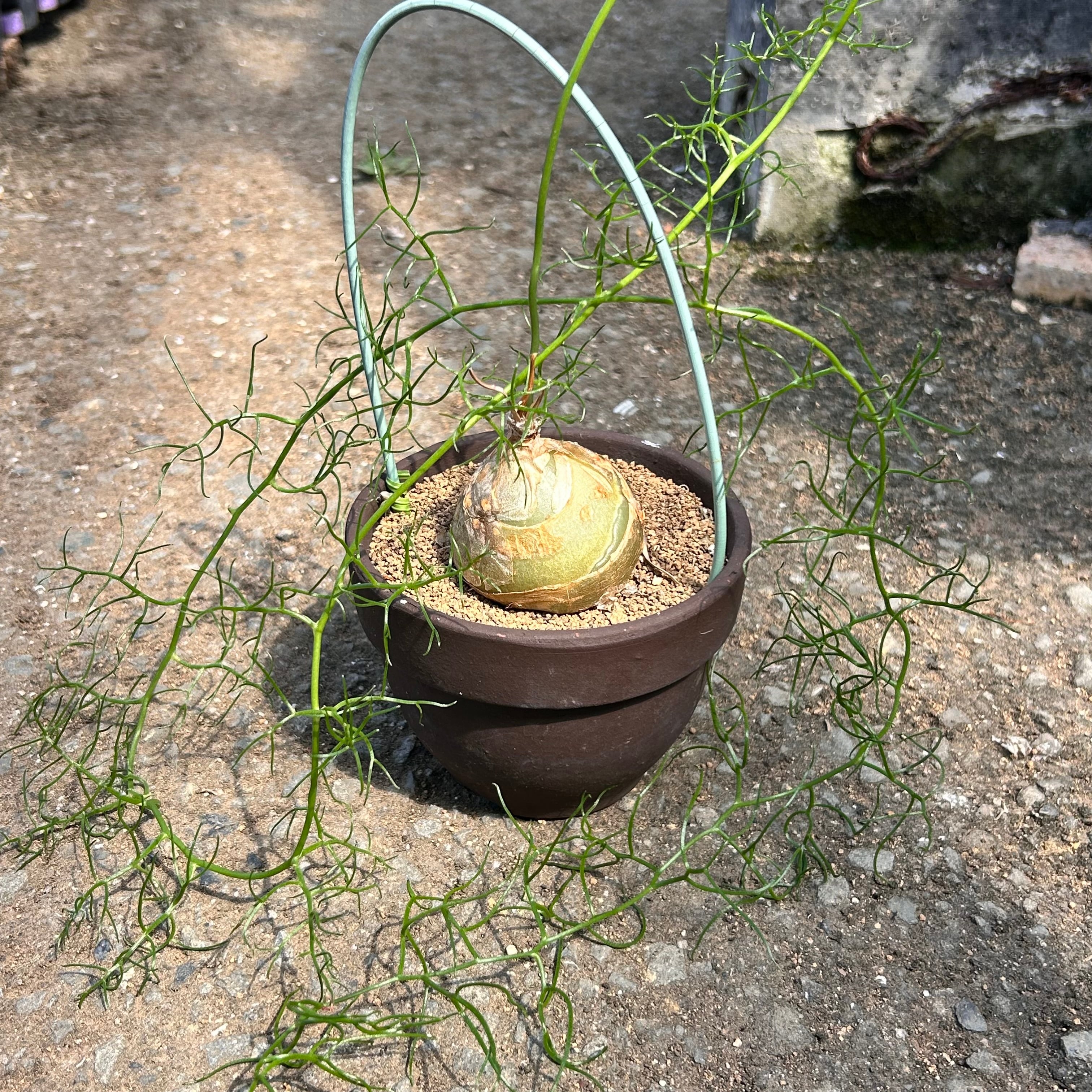 T) 翡翠の輝き 蒼角殿(ソウカクデン) | RuPo 多肉植物専門店