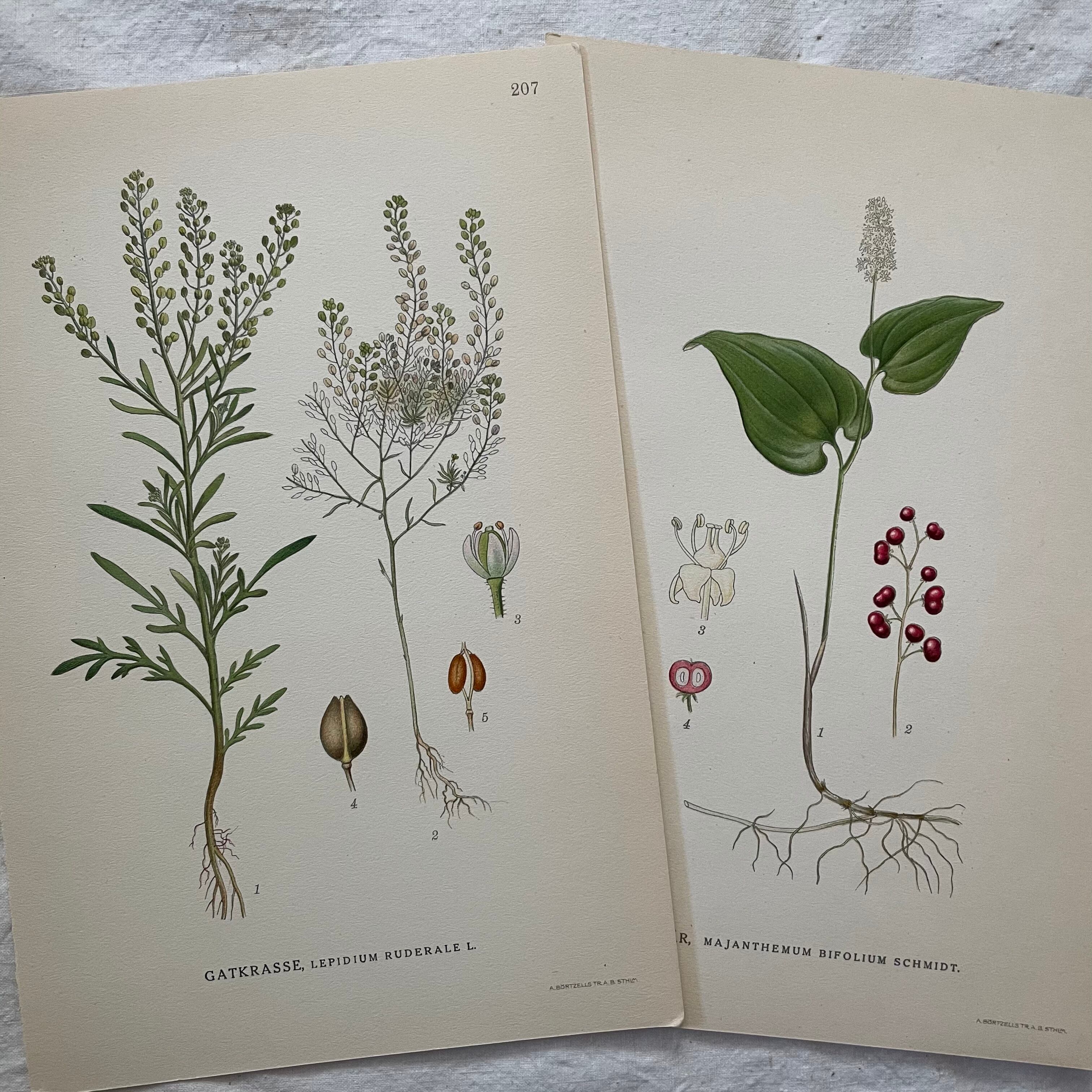 植物の紙セット21