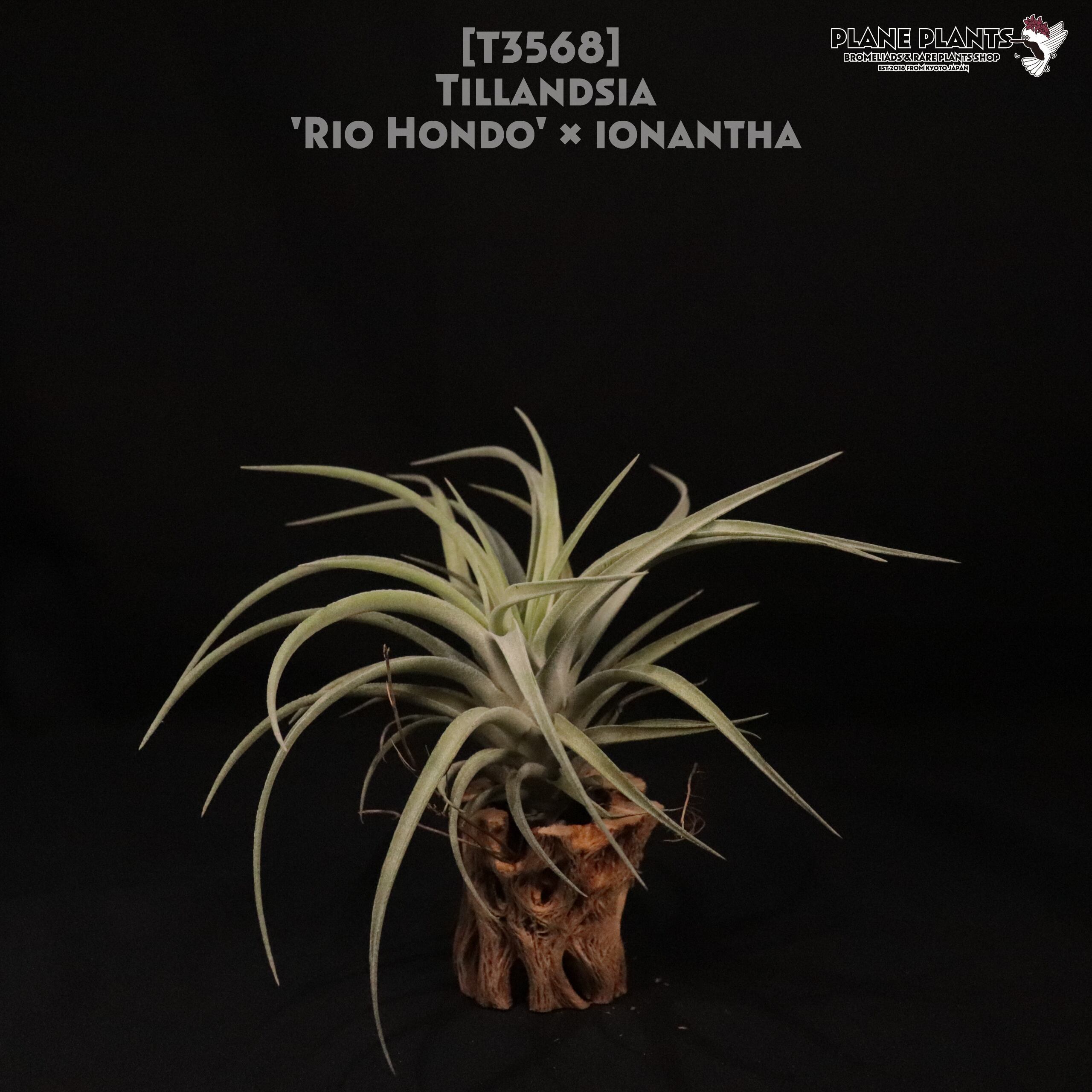 【送料無料】'Rio Hondo' × ionantha〔エアプランツ〕現品発送T3568