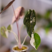 Alocasia chantrieri pink /アロカシア チャントリエリ③