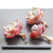 カット苗 ビヨンセ虹錦 Echeveria 'Beyonce'