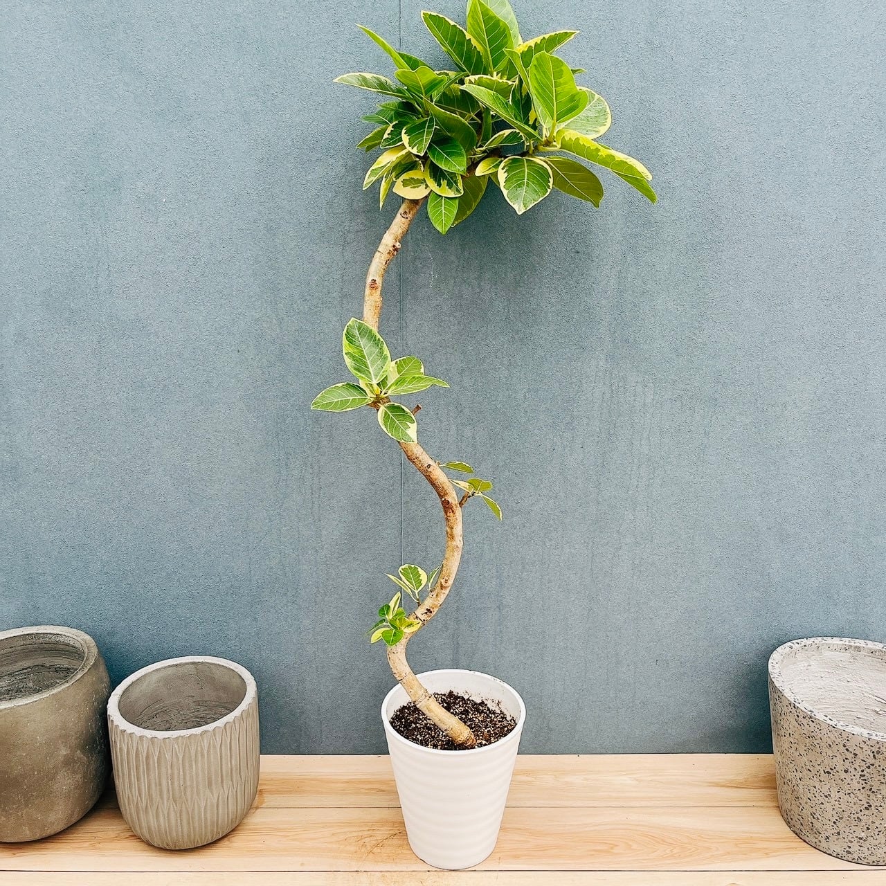 現品］H フィカス アルテシマ 曲がり 8号 観葉植物 室内 大型 ゴムの木