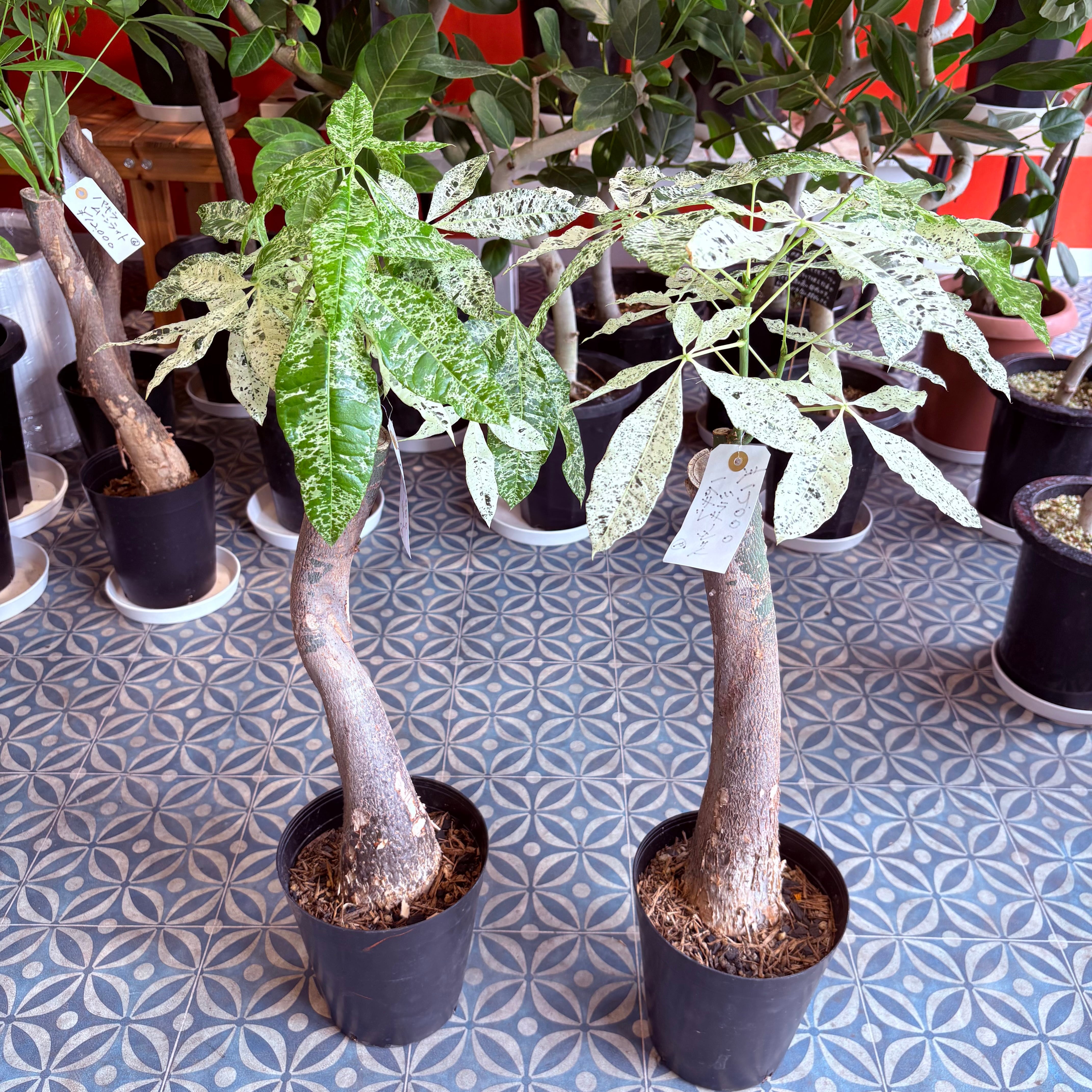 パキラ ミルキーウェイ 6号 | Green Vibes 宇都宮市の観葉植物専門店