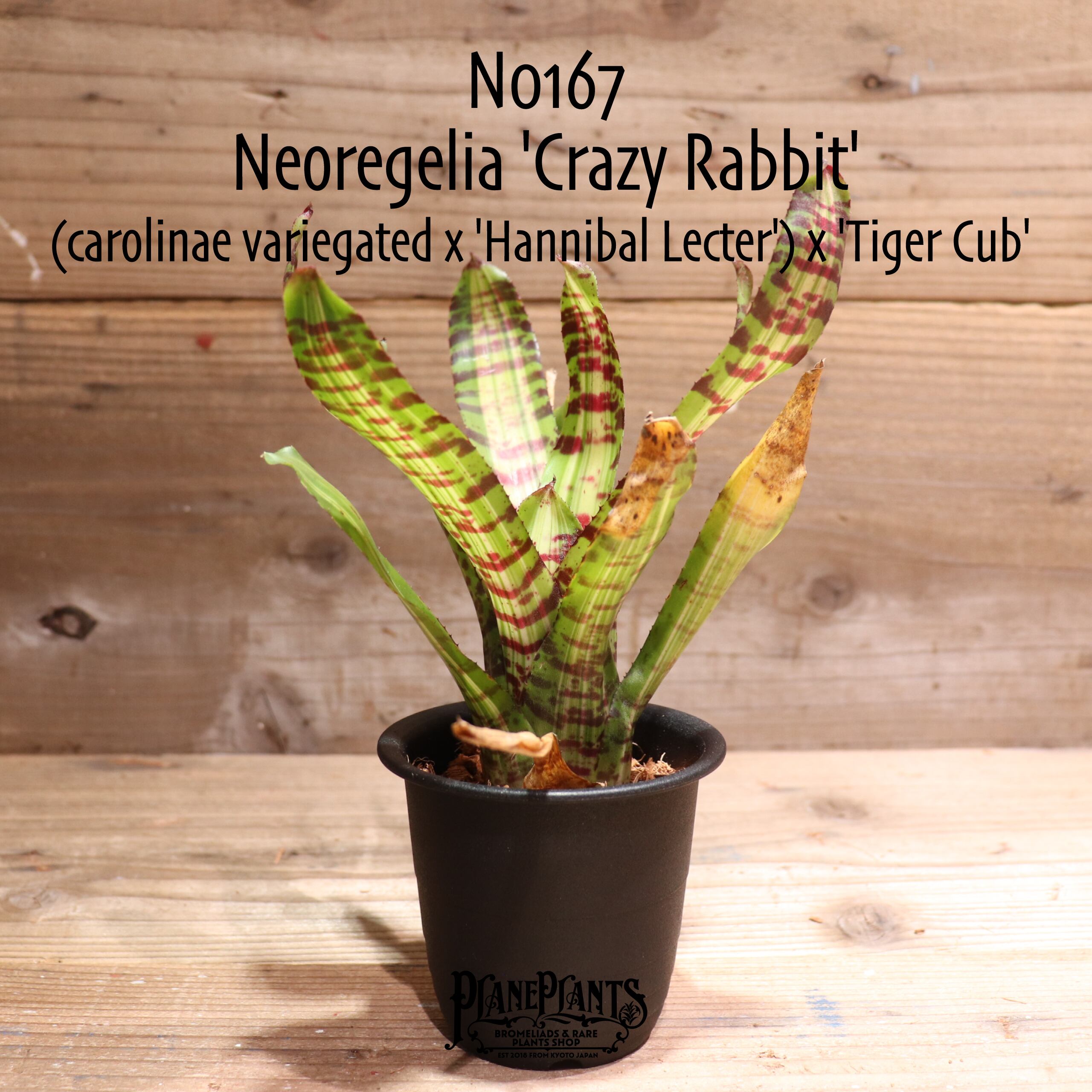 【送料無料】Neoregelia 'Crazy Rabbit'〔ネオレゲリア〕現品発送N0167