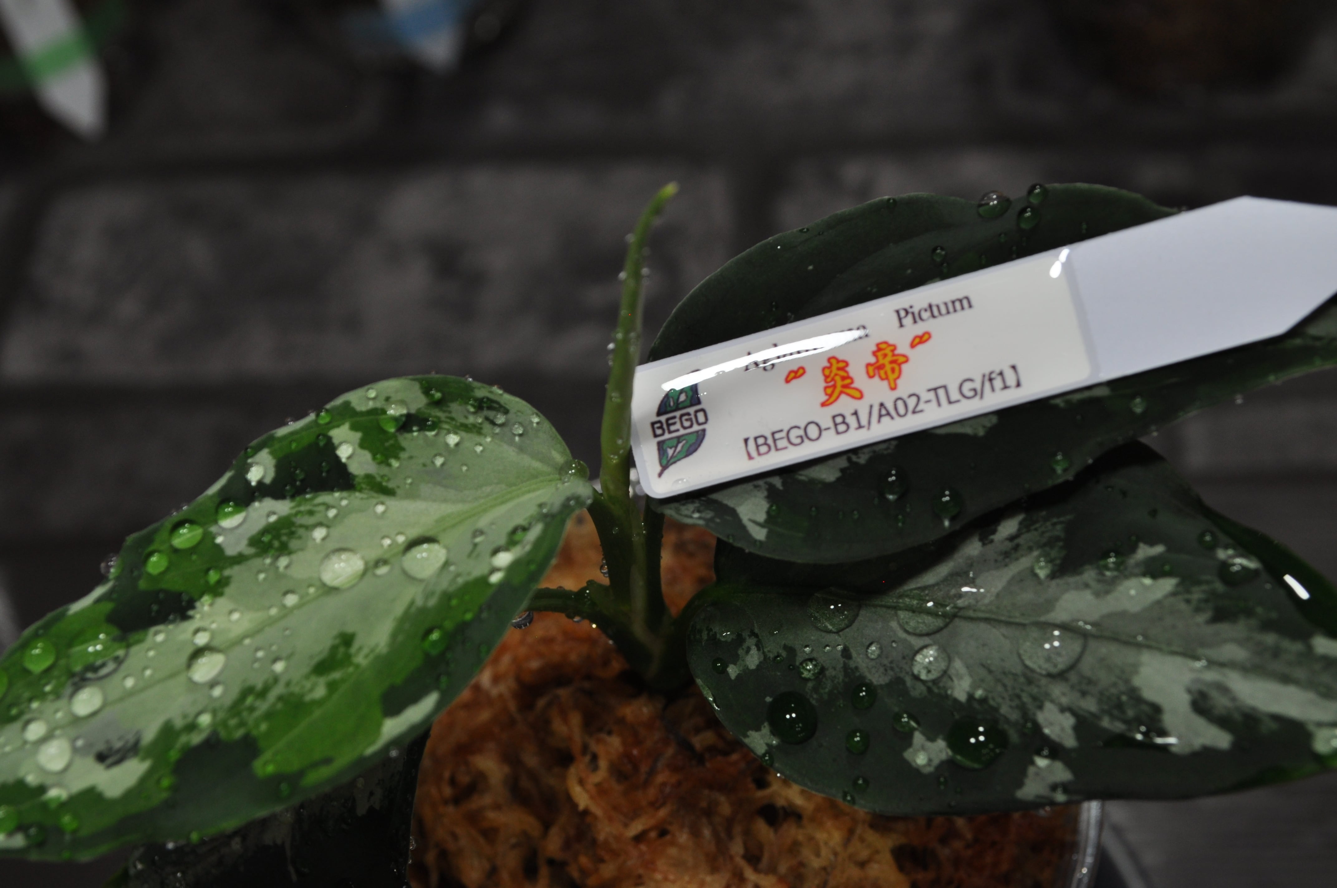 アグラオネマピクタム猛虎〜暁（BEGO-A02/L10-K/f1）