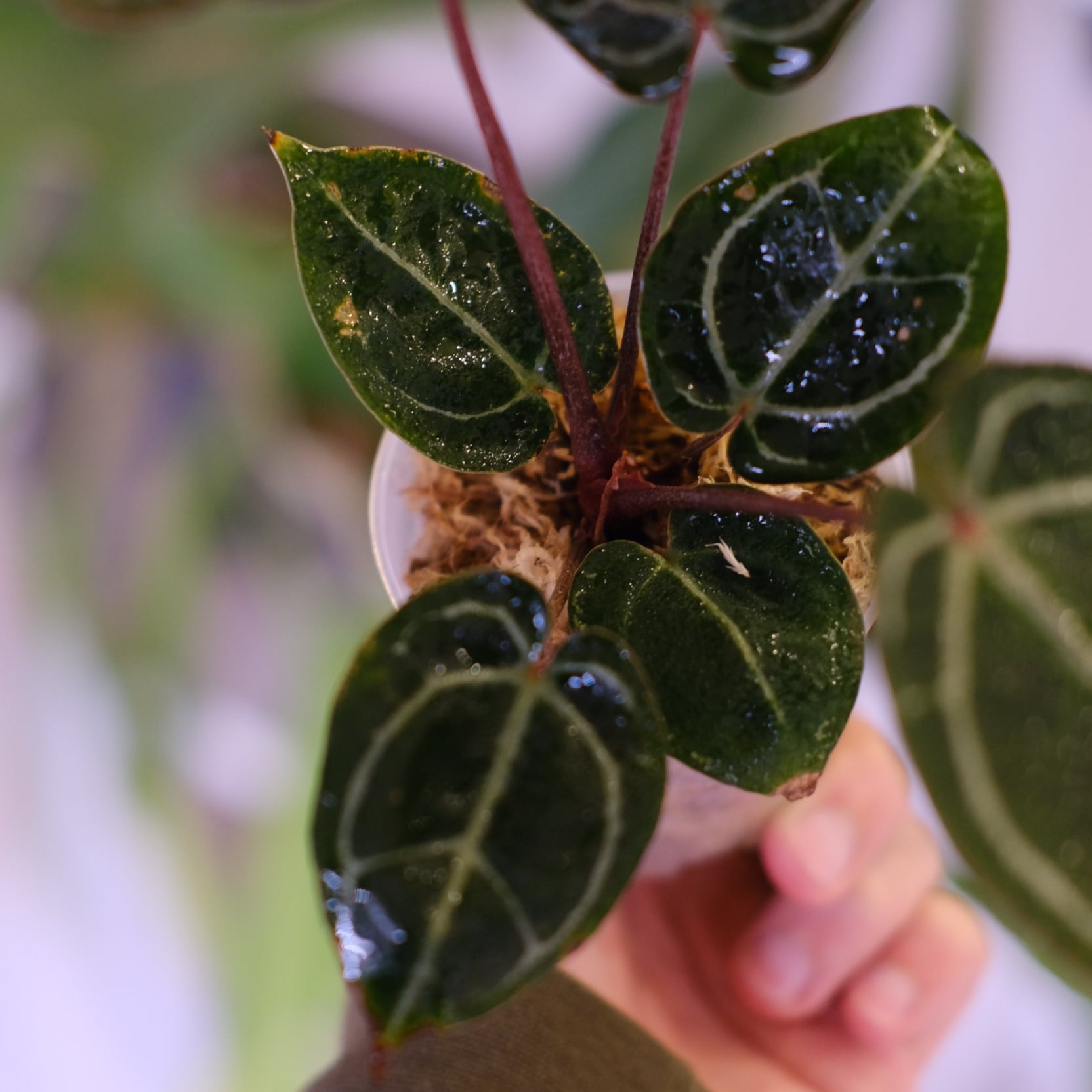 Anthurium. SKG Pink Lemonade × A.Zara Michelle⑦│アンスリウム