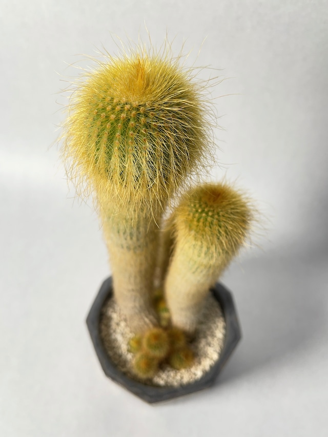 エリオカクタス・金晃丸