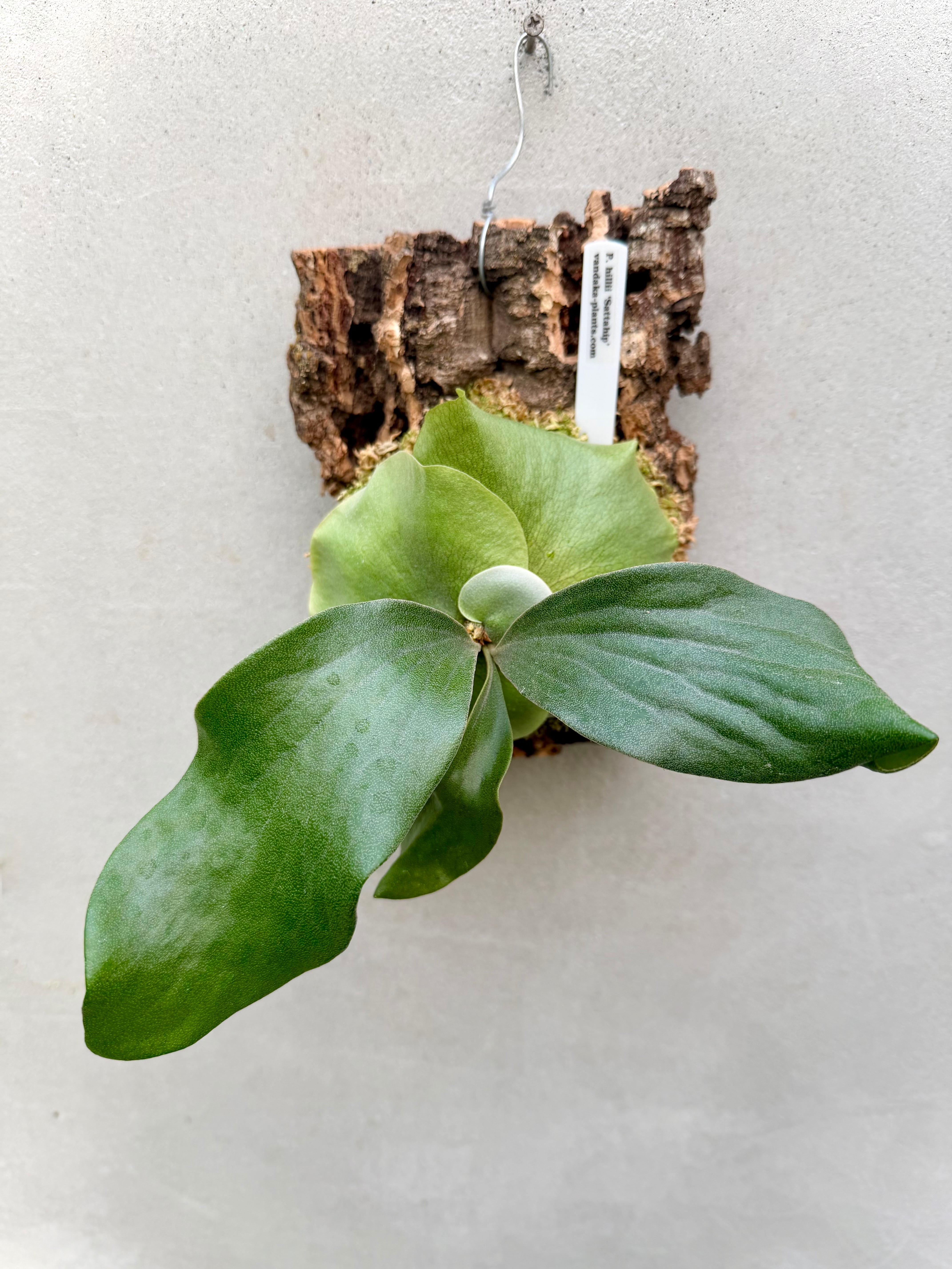 P. hillii 'Sattahip' ビカクシダ ヒリー 'サタヒップ' | vandaka plants