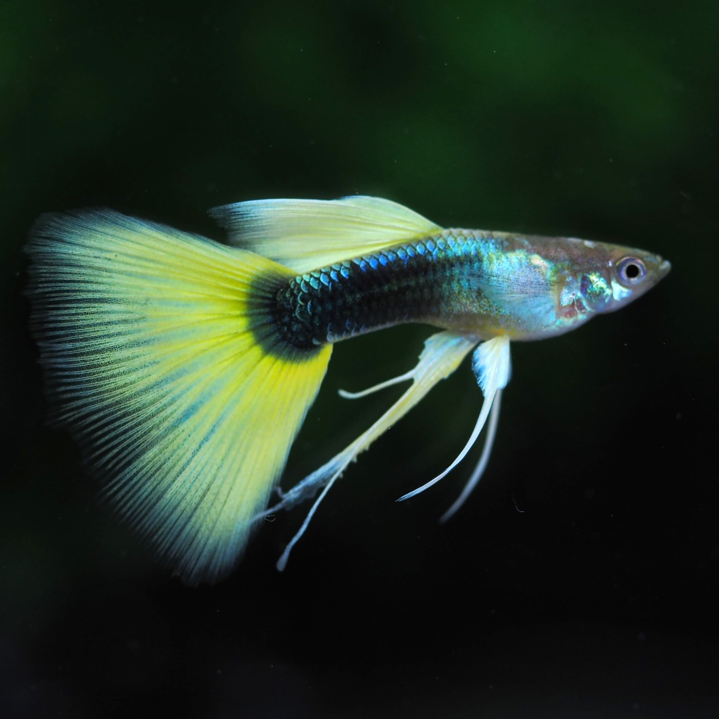 GUPPY | 伊豆グッピーファーム