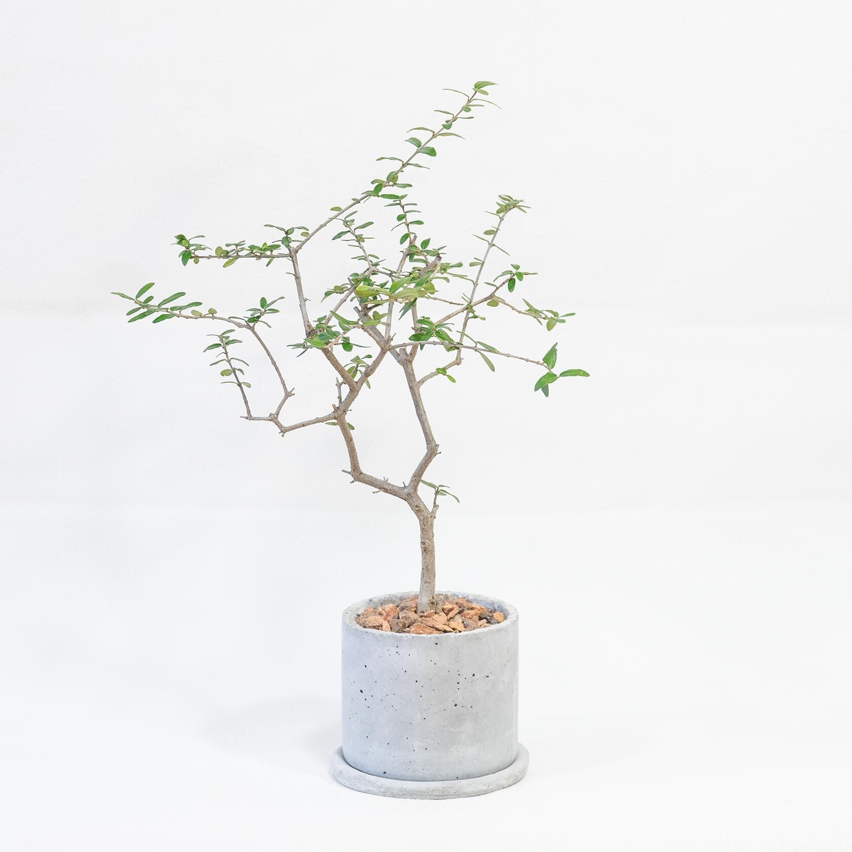 ≪ 観葉植物 ≫繊細な枝ぶりが美しい、モダン鉢仕立てのオリーブ・アフリカーナ｜ざらっとした質感のモルタル鉢