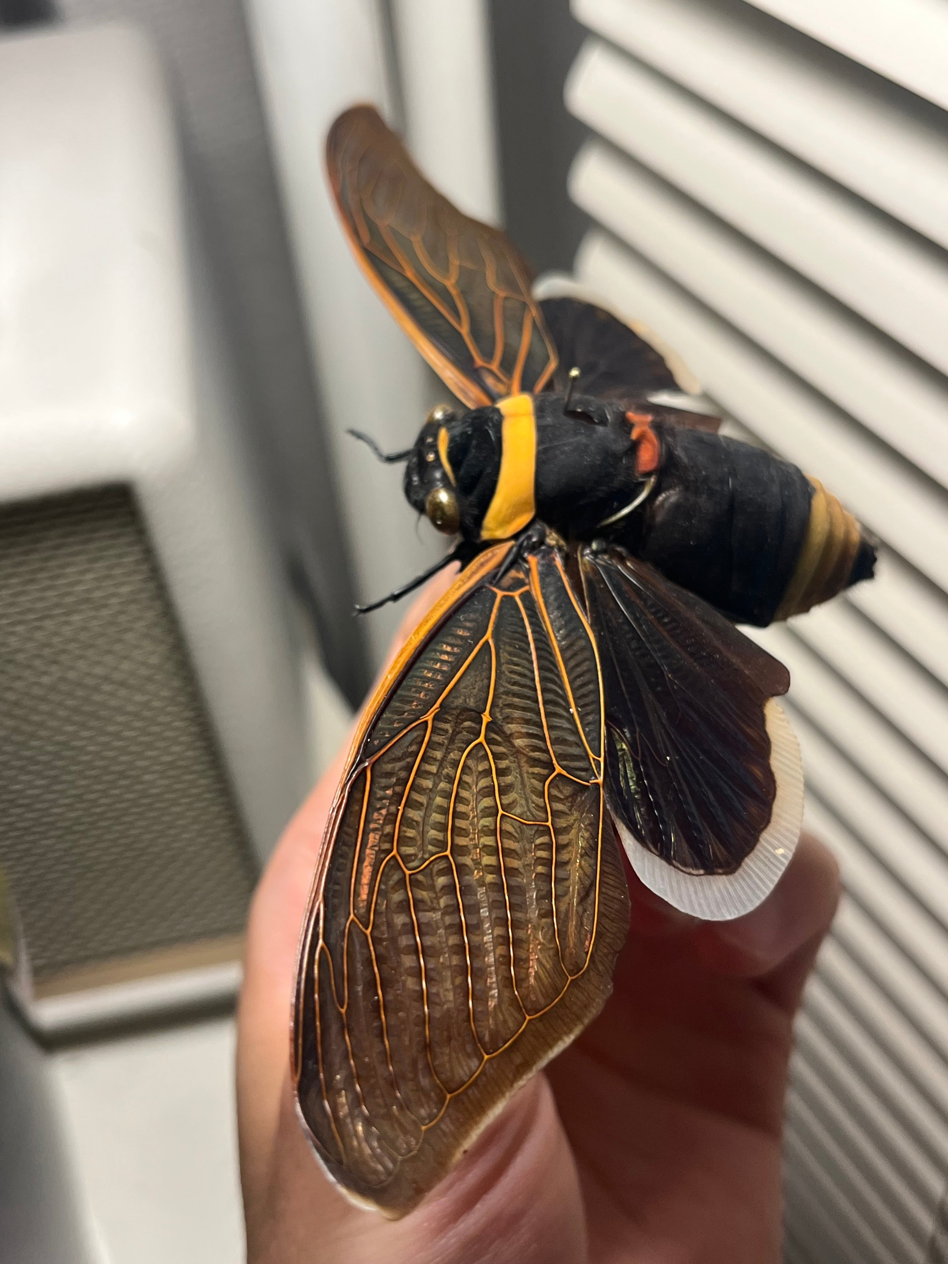 58mm】キエリアブラゼミ 蝉セミハエハチベルゼバブホークカゲロウ