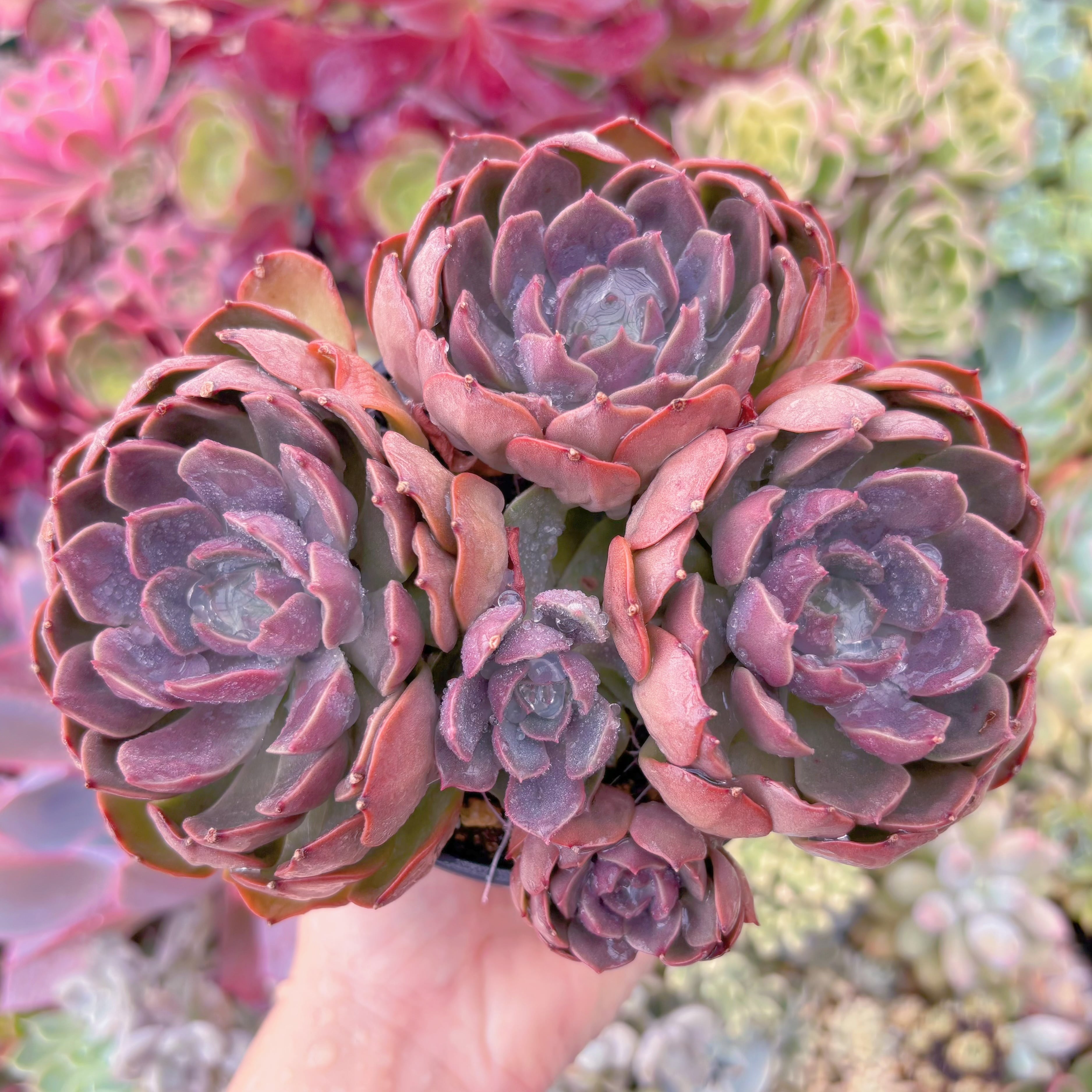 現品　mina#C28　るる農園