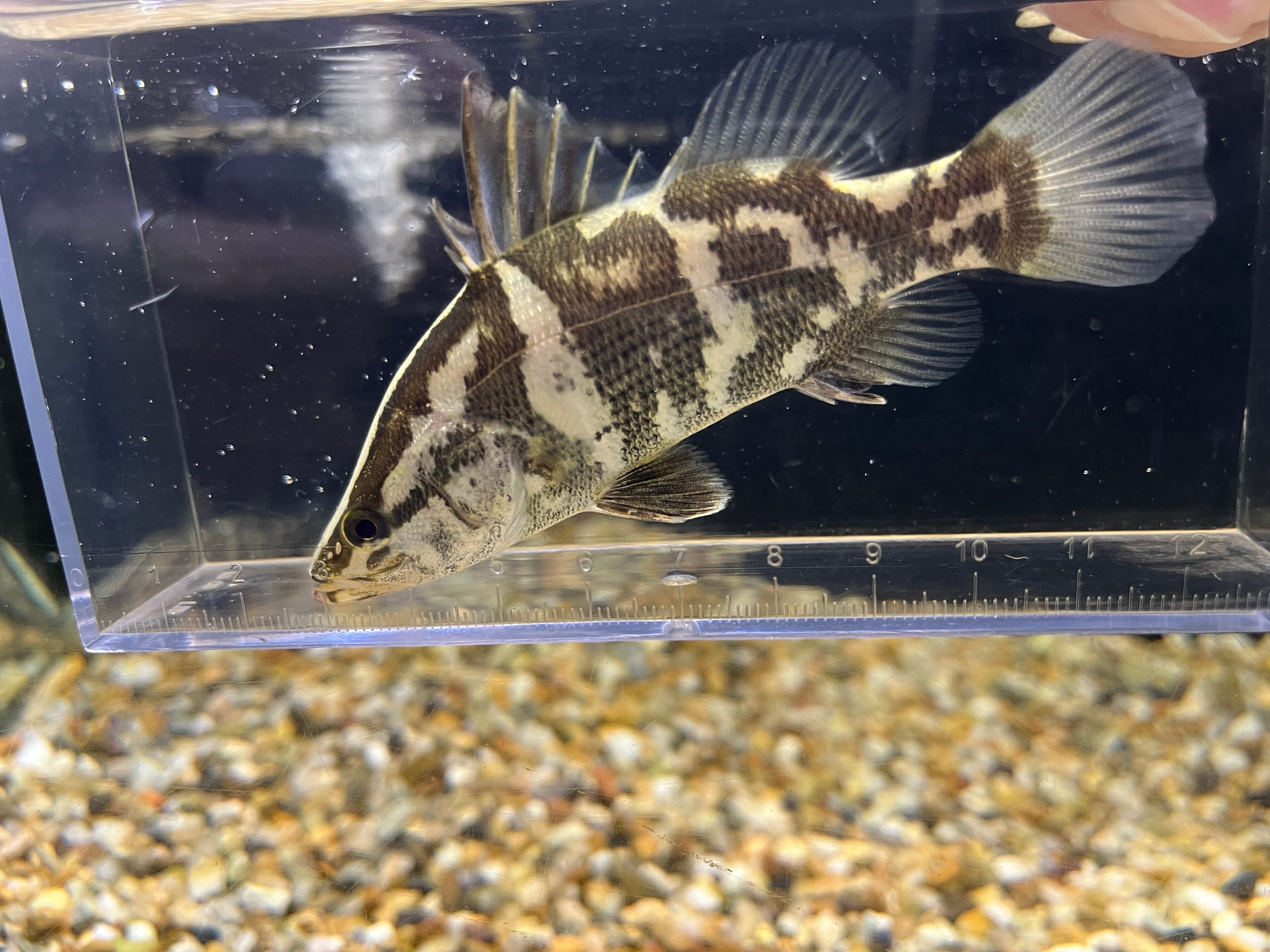 北海道産　アカヤマドリ1.4kg 1匹】四万十便WILD四万十川産アカメ(L)9-10cm | アクアショップ