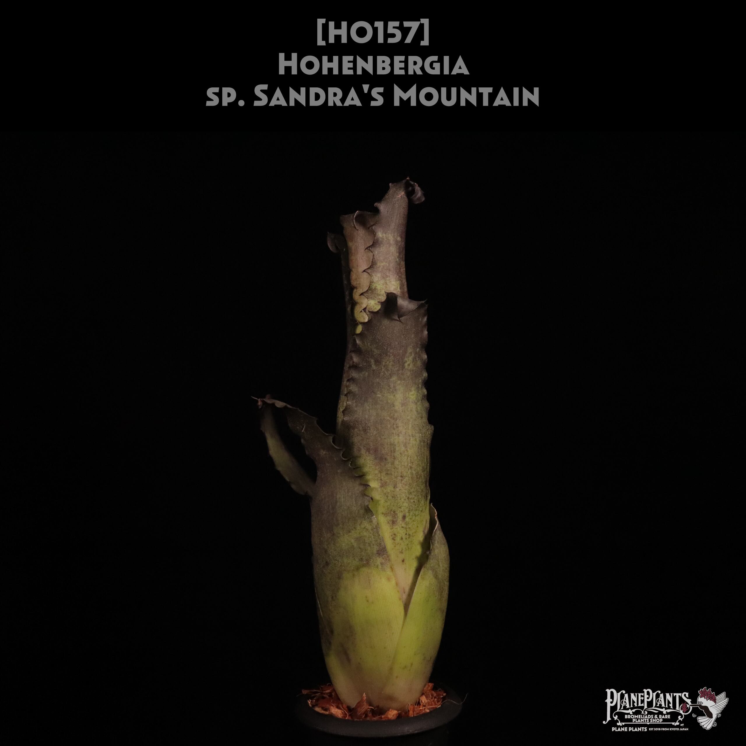 【送料無料】Hohenbergia sp. Sandra's Mountain〔ホヘンベルギア〕現品発送H0157