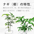 Gravel Plants ナギ白砂利スクエアグラス