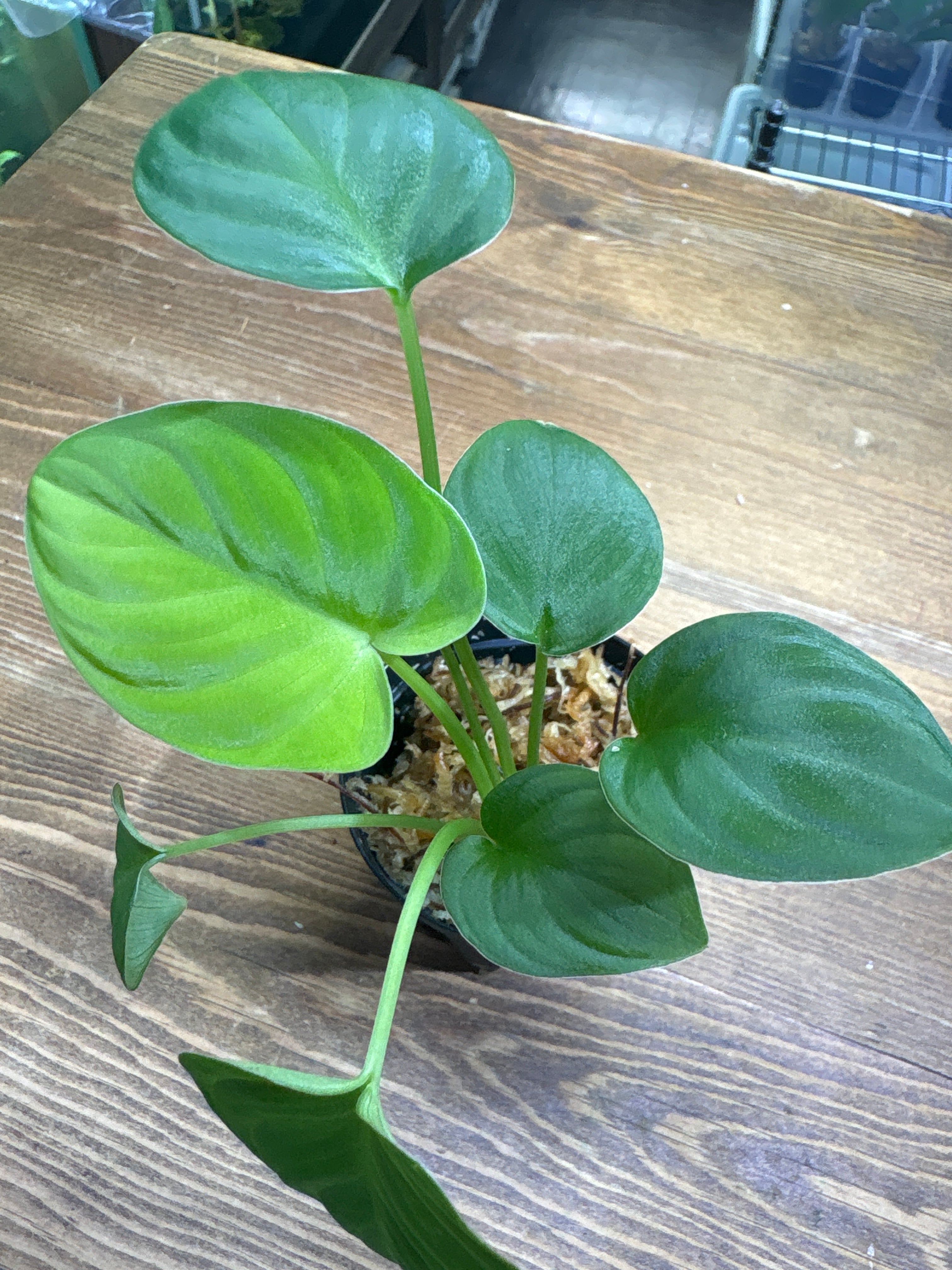 ホマロメナ | Plants Base