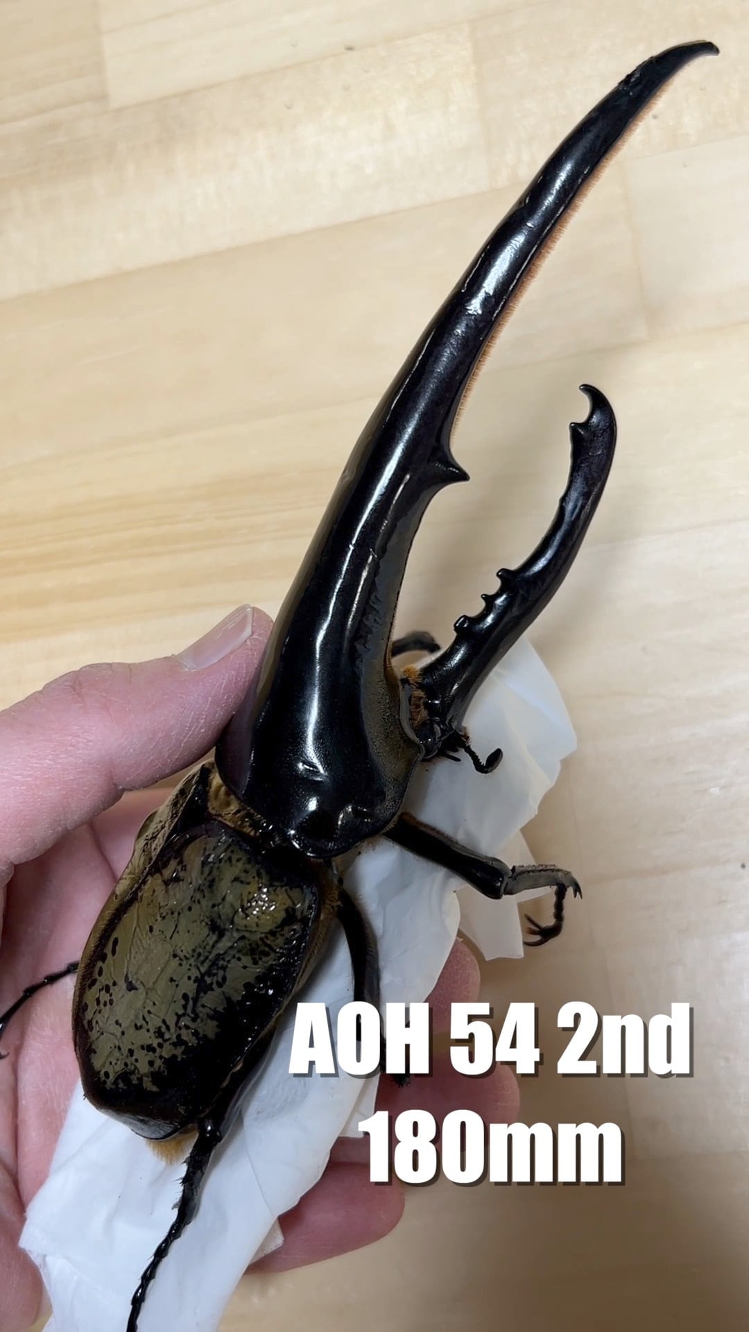 アートオブヘラクレス