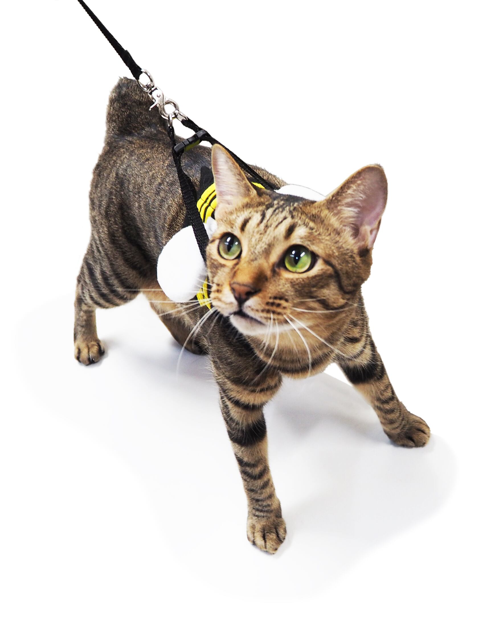 【猫ちゃん用】猫のハーネス　みつばち　Sサイズ　Mサイズ
