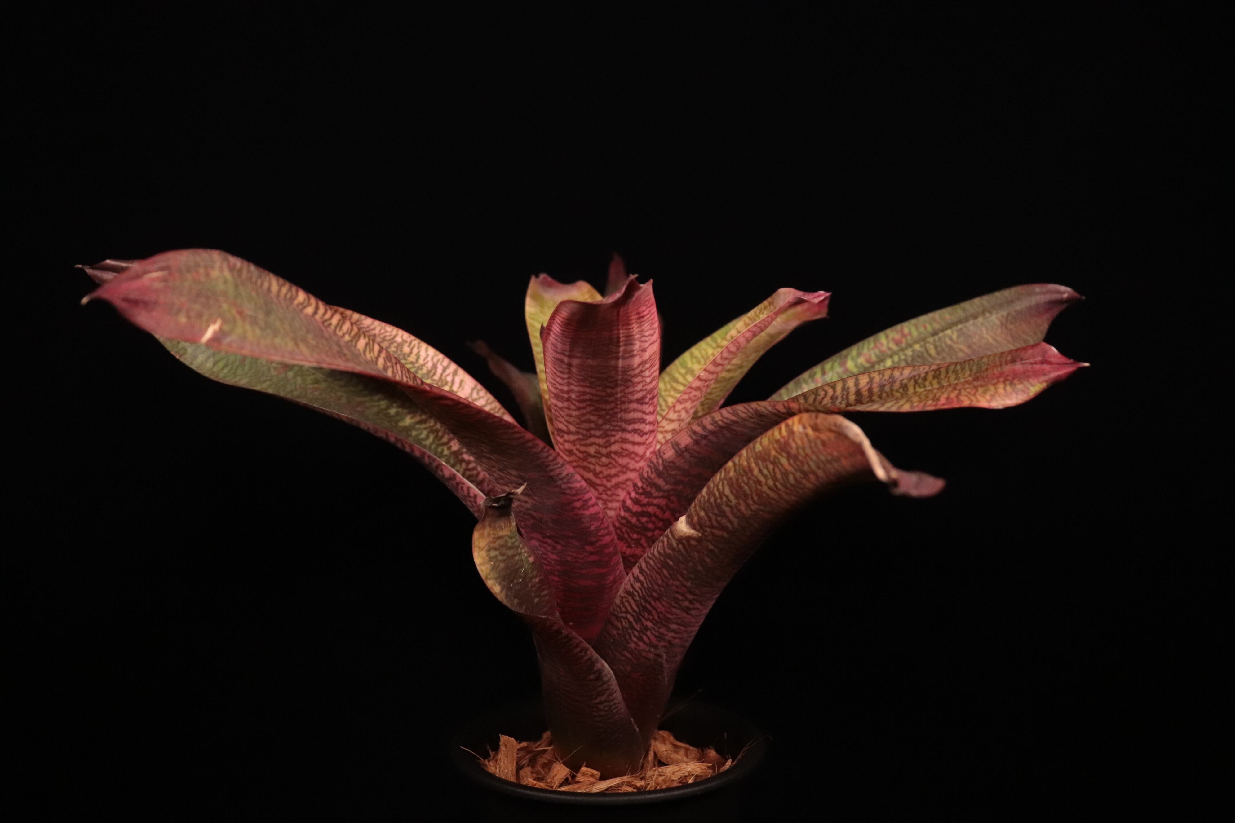 reserved】Vriesea 'Ice Snow Berries' x 'Living in Paradise' #2