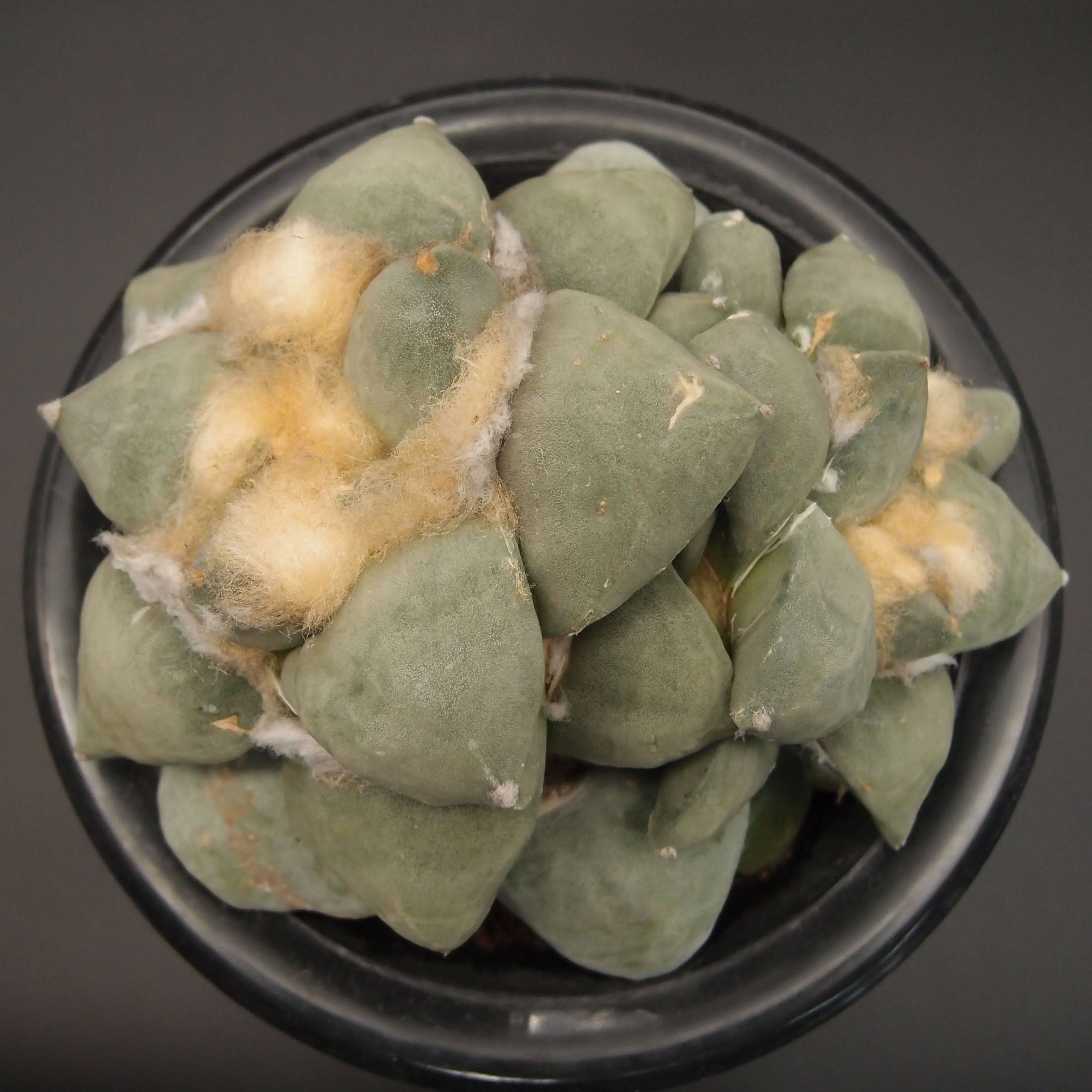 サボテン | 万緑 BAN RYOKU