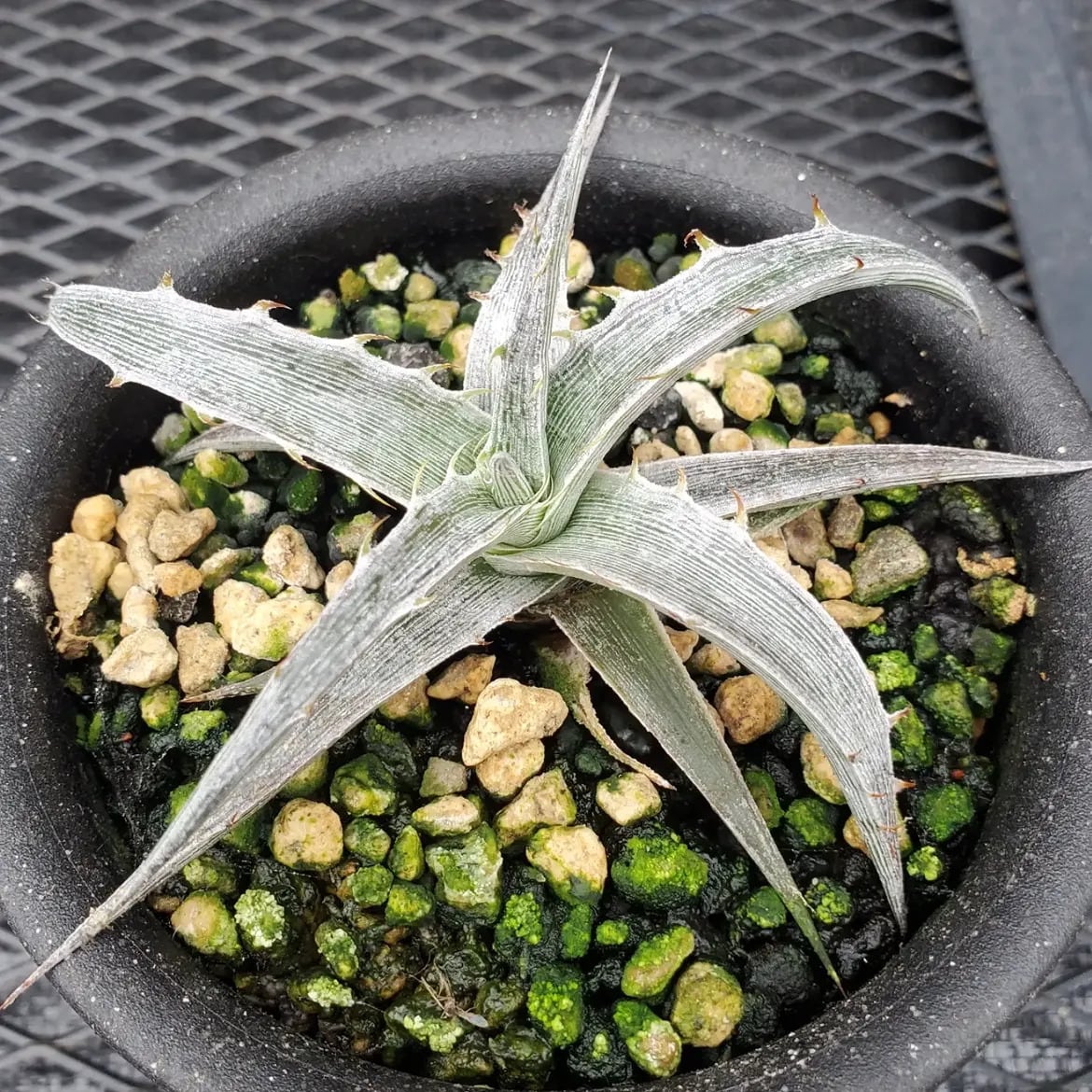 Dyckia（ディッキア） | レアプランツ通販サイトPlants Maniax