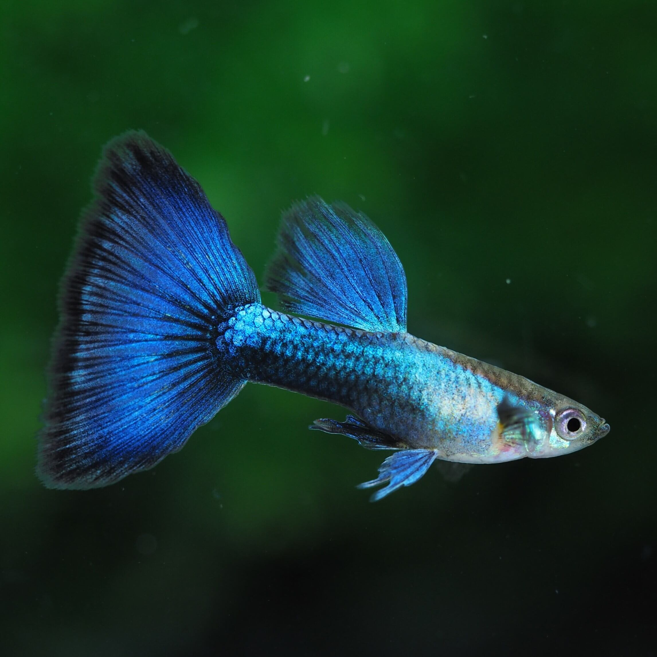 GUPPY | 伊豆グッピーファーム