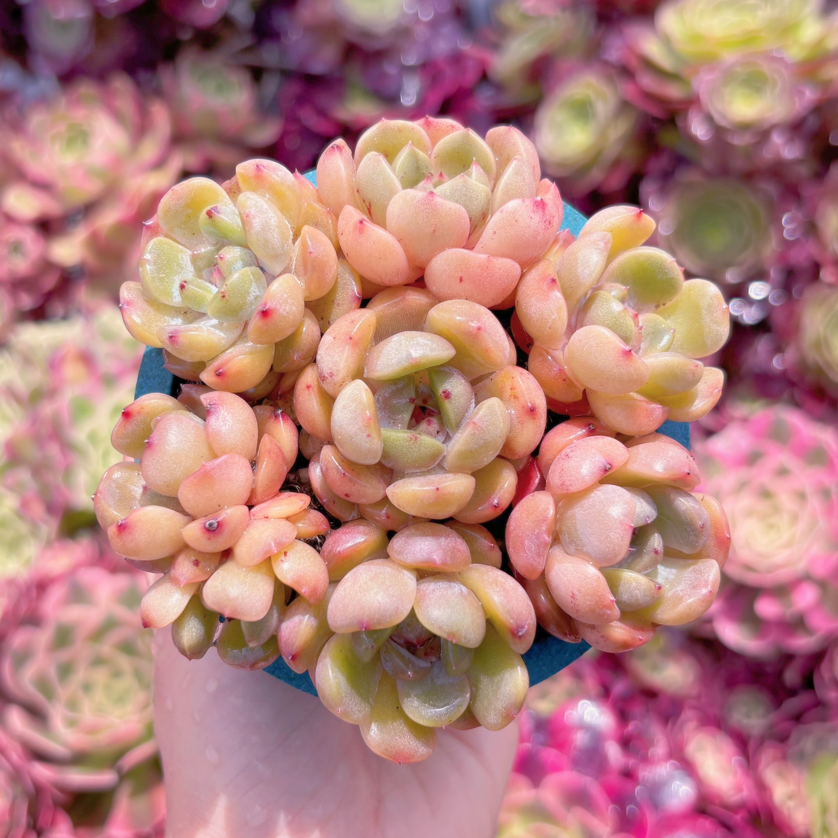 多肉植物 レッドラバー(7苗) 新入荷 るる農園 | るる農園~多肉植物専門