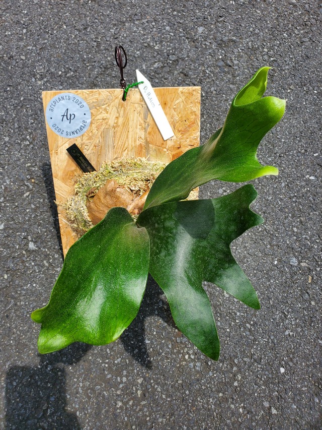 P.Hillii cv. Helios 【artPLANTs】ビカクシダ/Platycerium