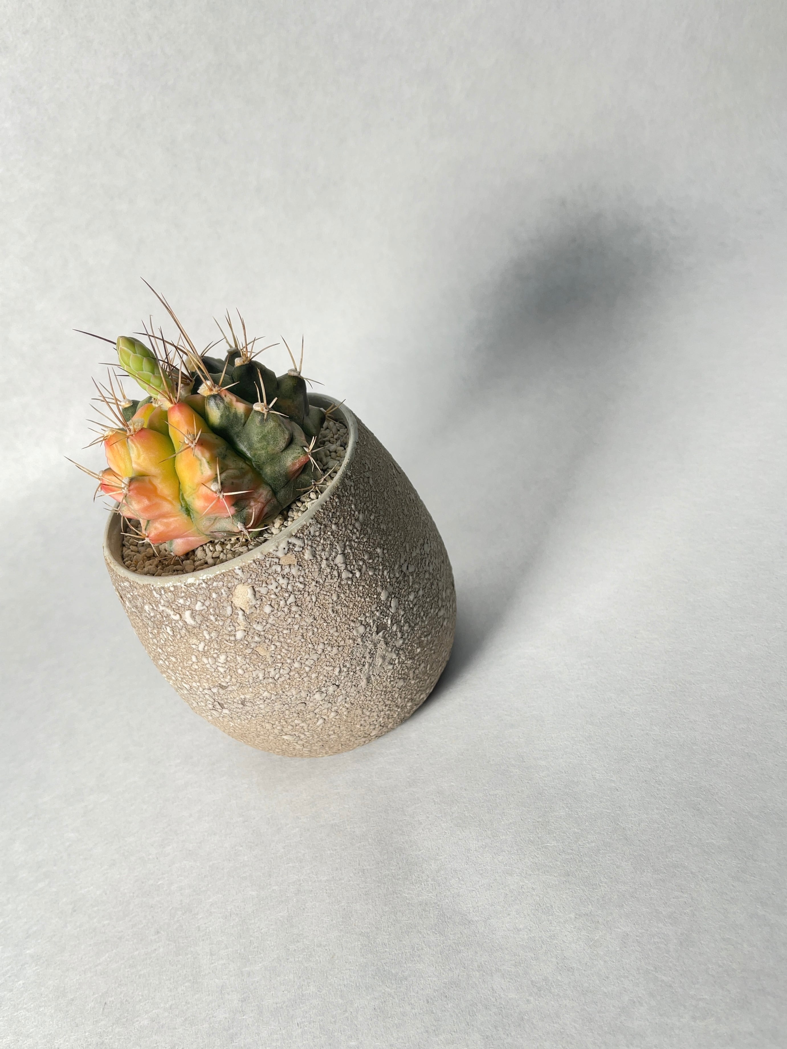 ギムノカリキウム・翠晃冠錦 | trigger