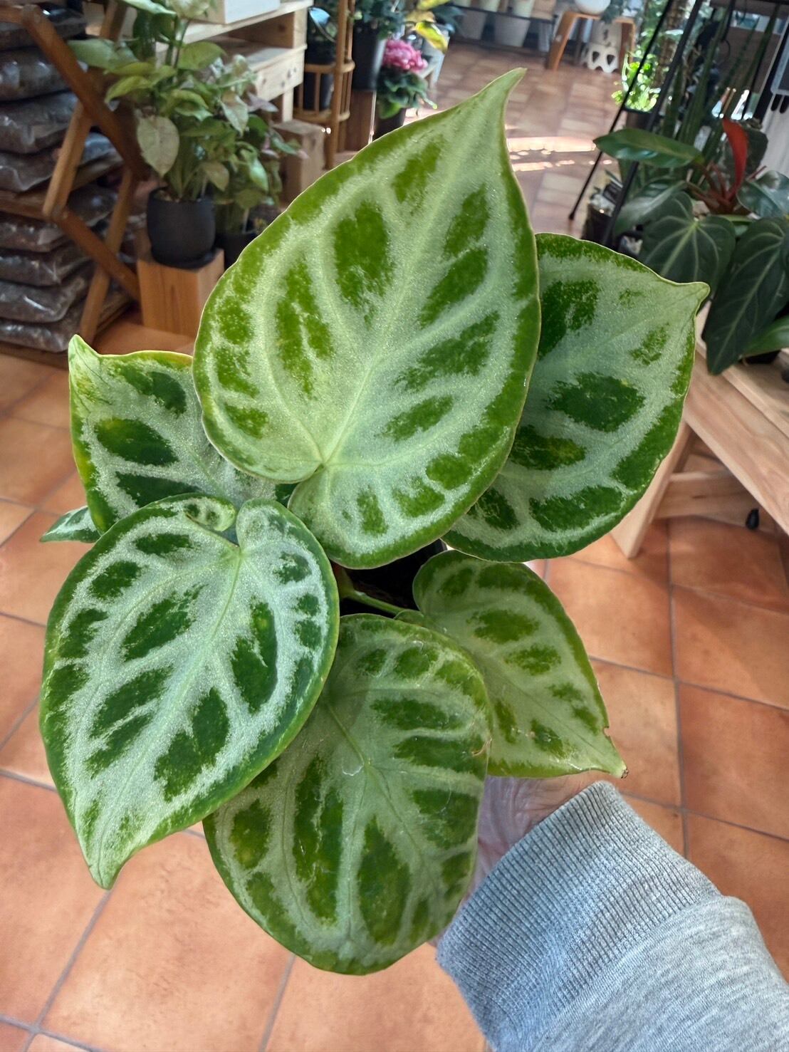 アンスリウム・ドラヤキシルバーボール 3号 希少 | 観葉植物と雑貨のお