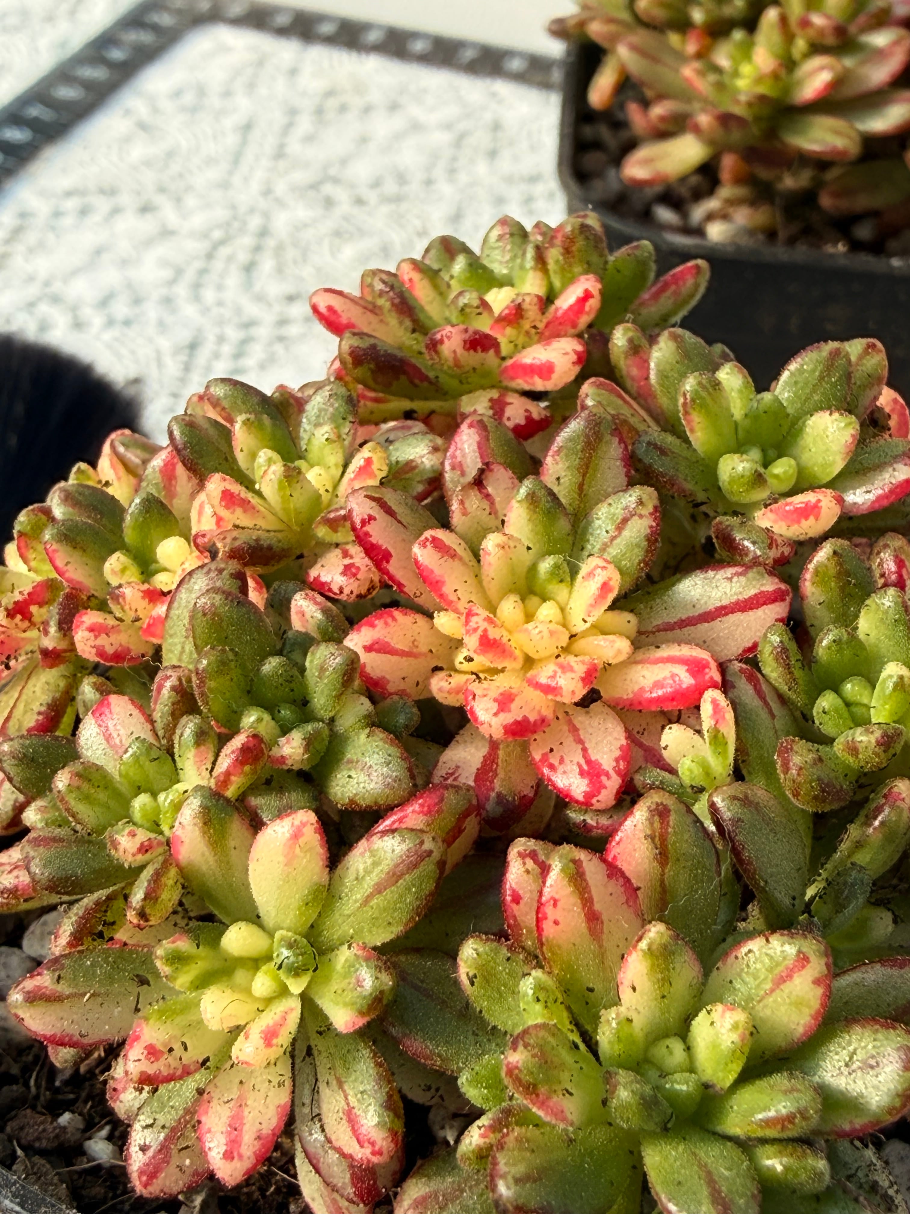 凛花ガーデン