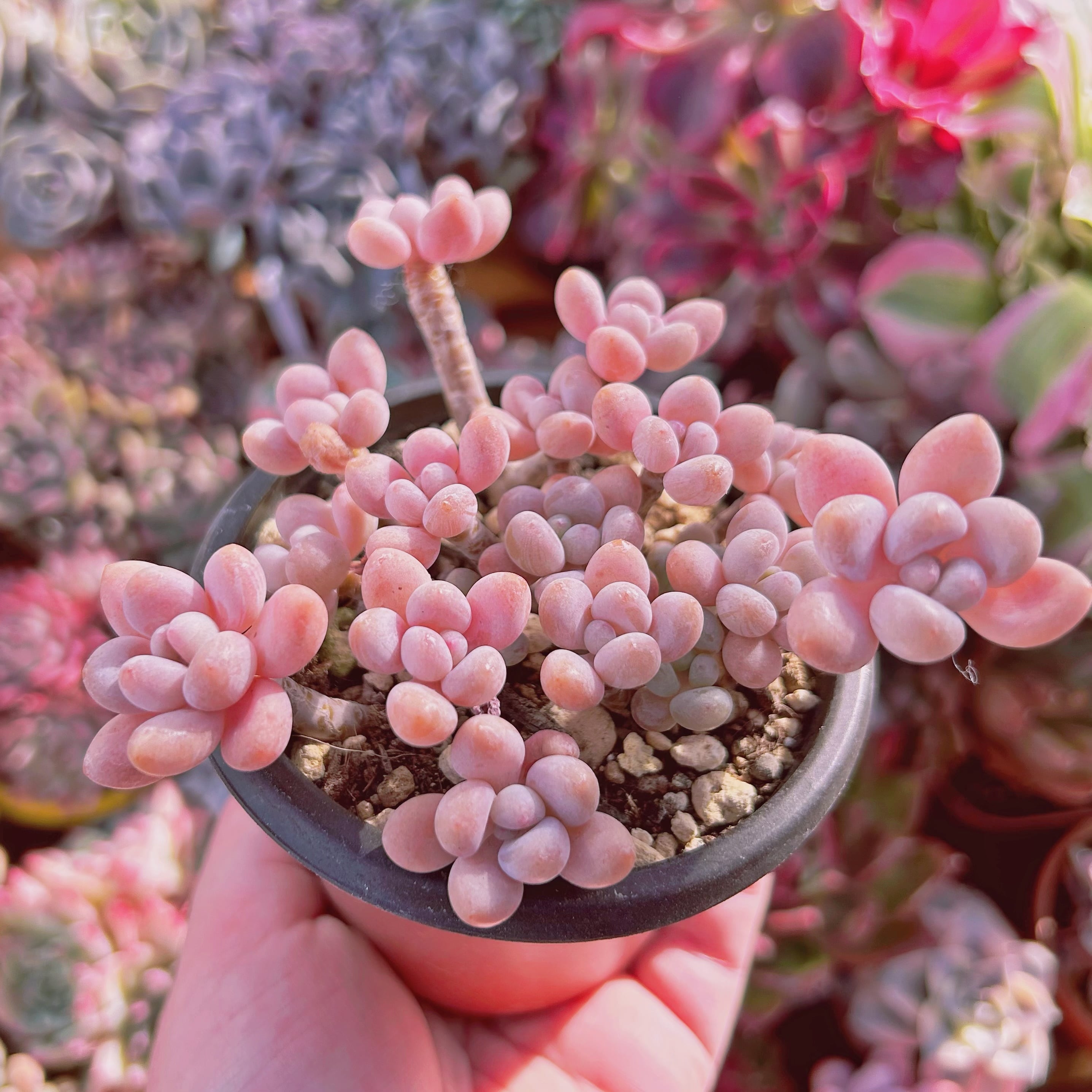 268現物 多肉植物 ストロベリーミルク | るる農園~多肉植物専門