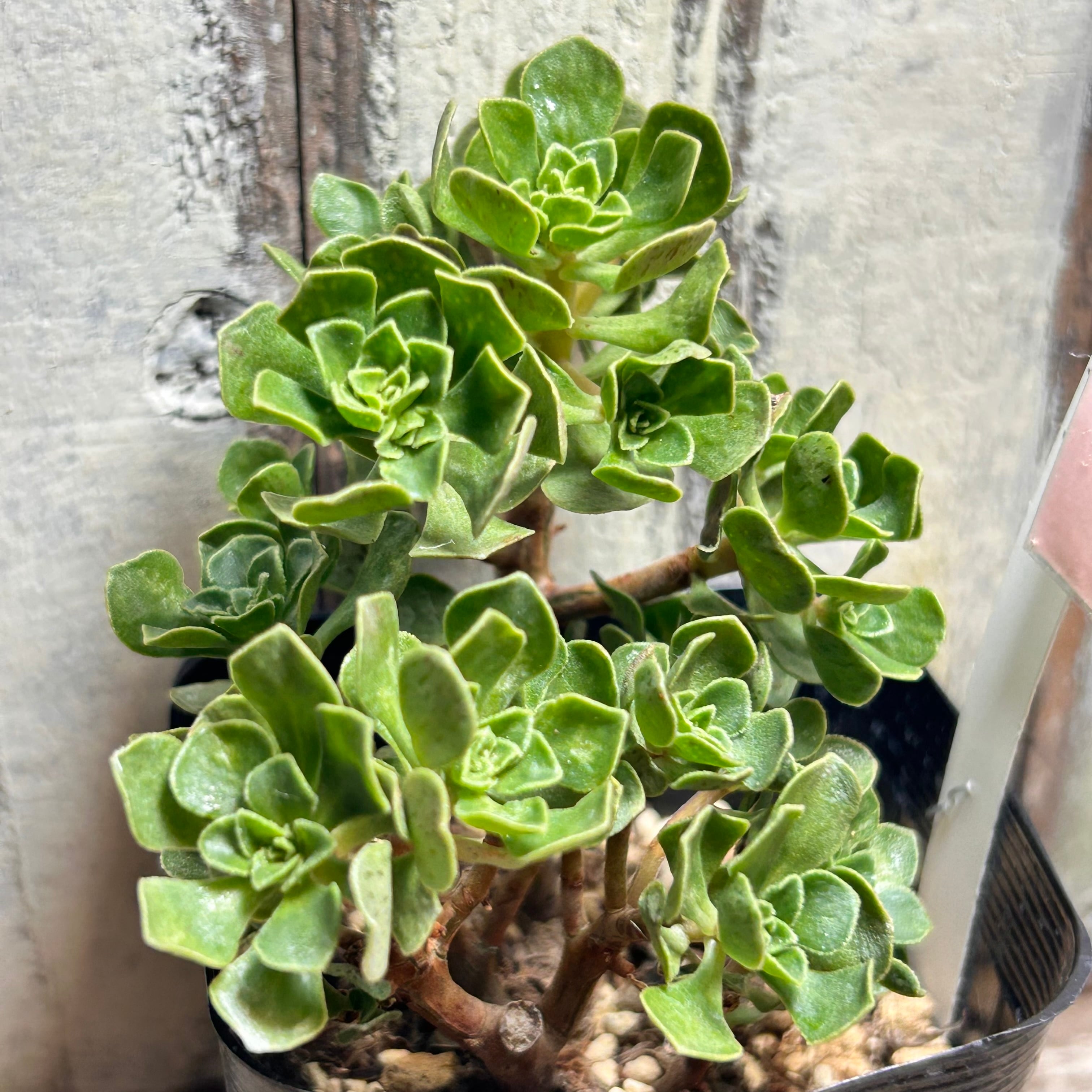 アエオニウム | RuPo 多肉植物専門店