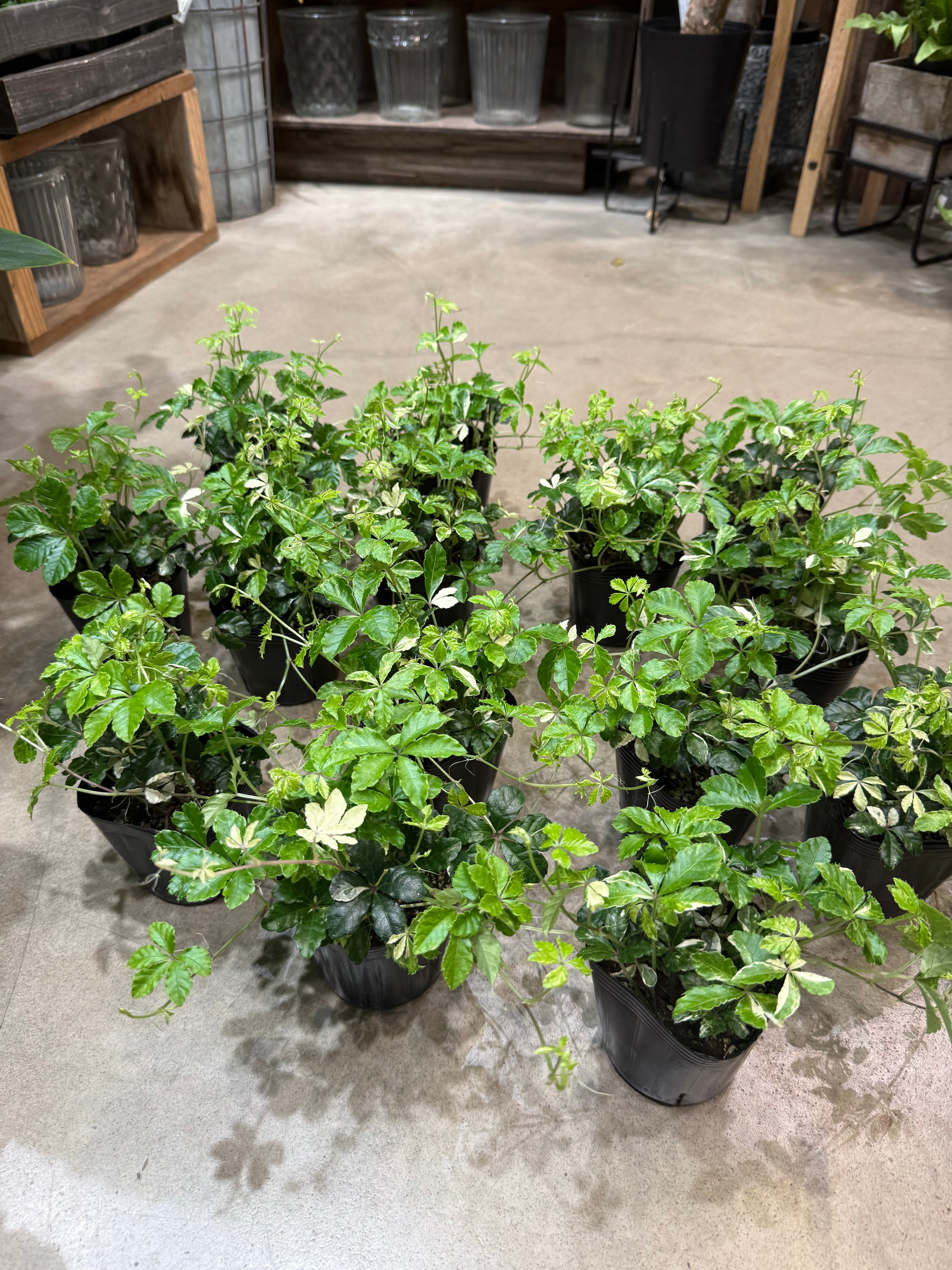 シュガーバイン 斑入り | MIDORIYA 観葉植物専門店