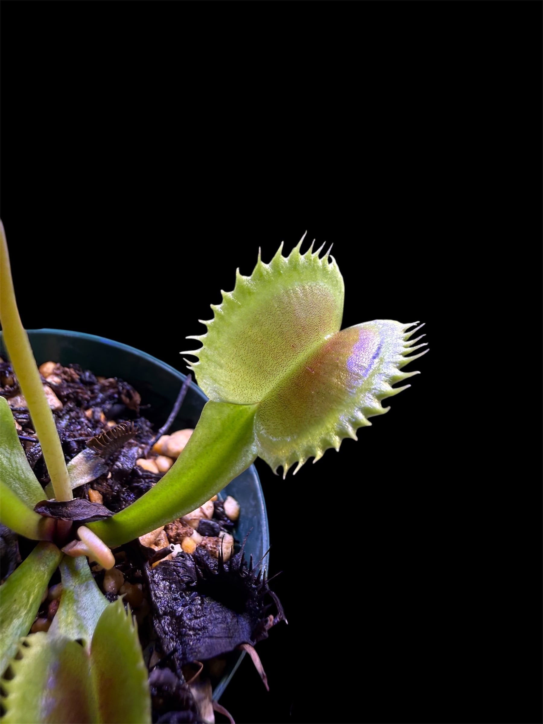 Dionaea muscipula CK “Biohazard 1” | Dmix Plants