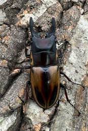 【WD】《ファブリースノコギリ原名亜種 52mm ペア》