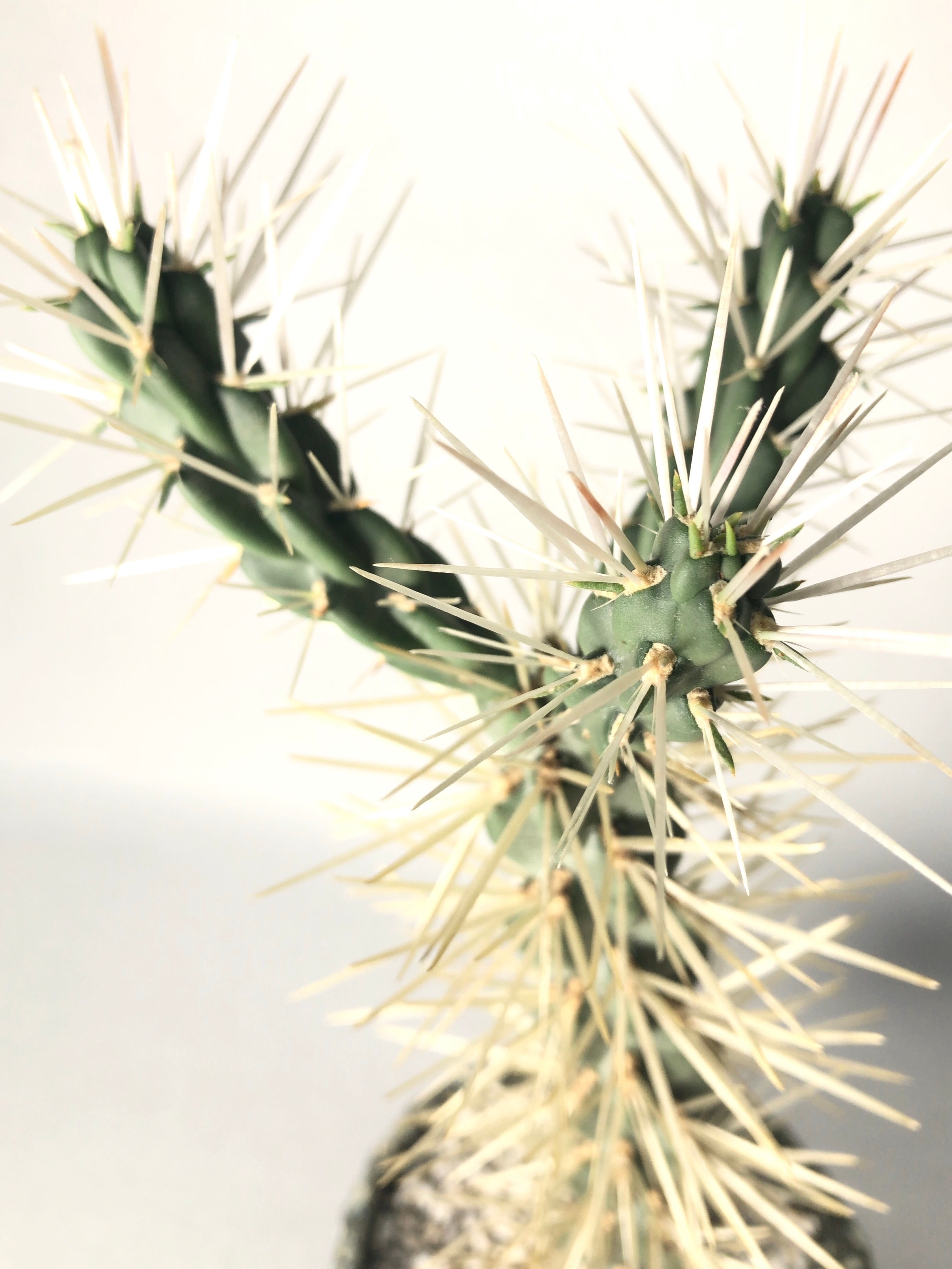 サボテン キリンドロオプンチア ダビシー 希少 白トゲ 大株 ①