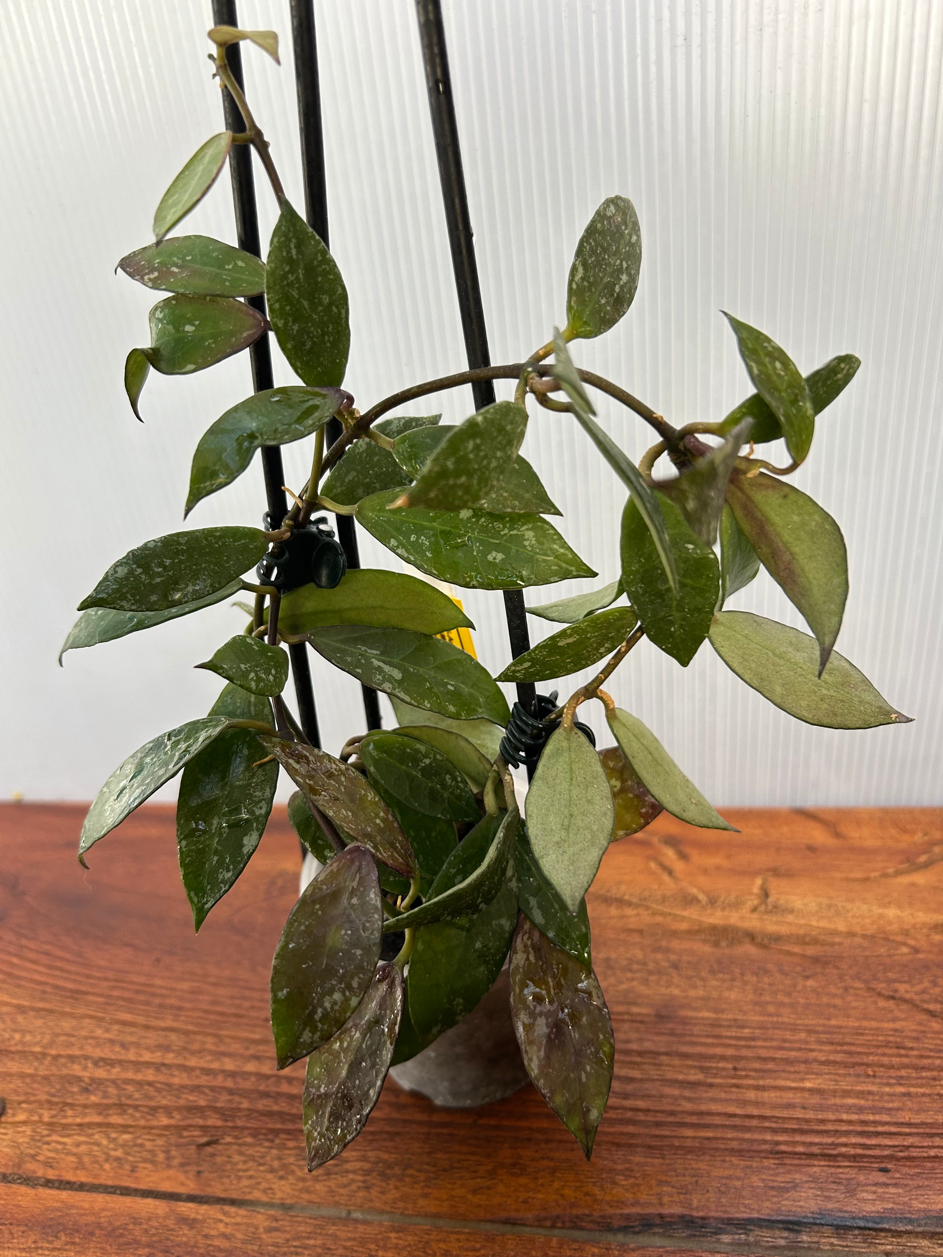 ほや★ Hoya | BA PLants