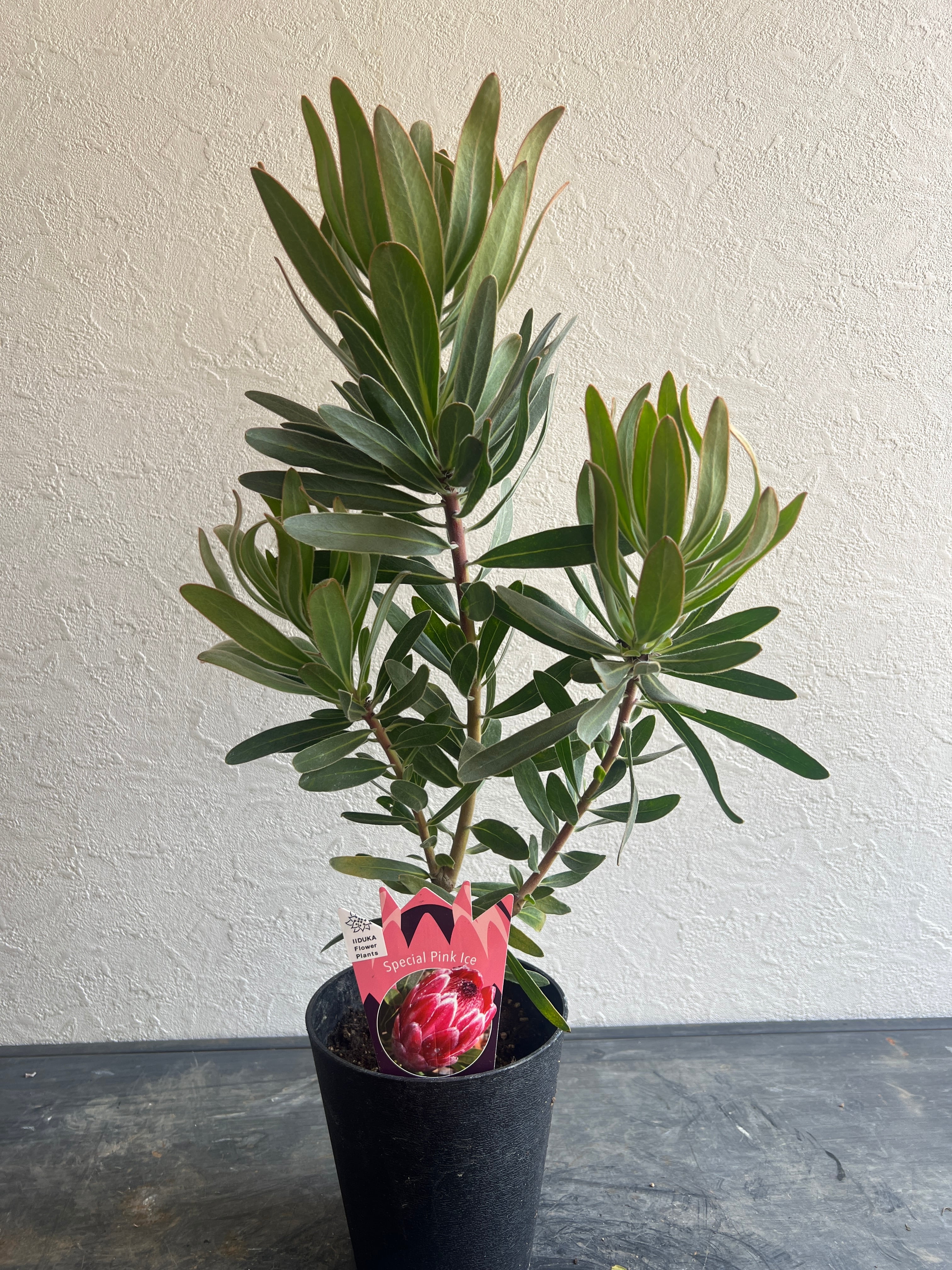 プロテア スペシャルピンクアイス 2個セット プロテア スペシャルピンクアイス（2花付き）6号｜花木04-PA