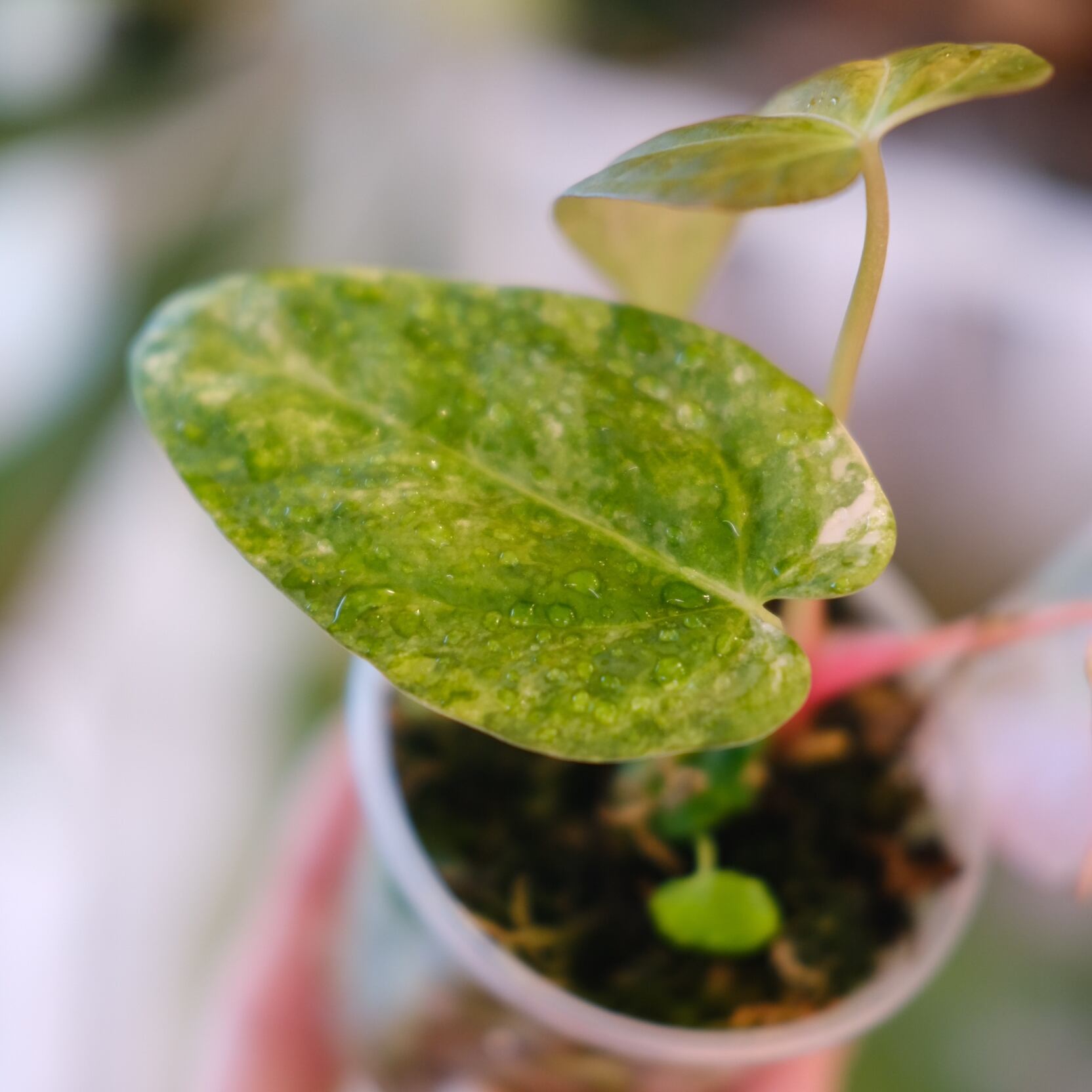 Anthurium (Papillilaminum variegated × Crystallinum Marble) × Red