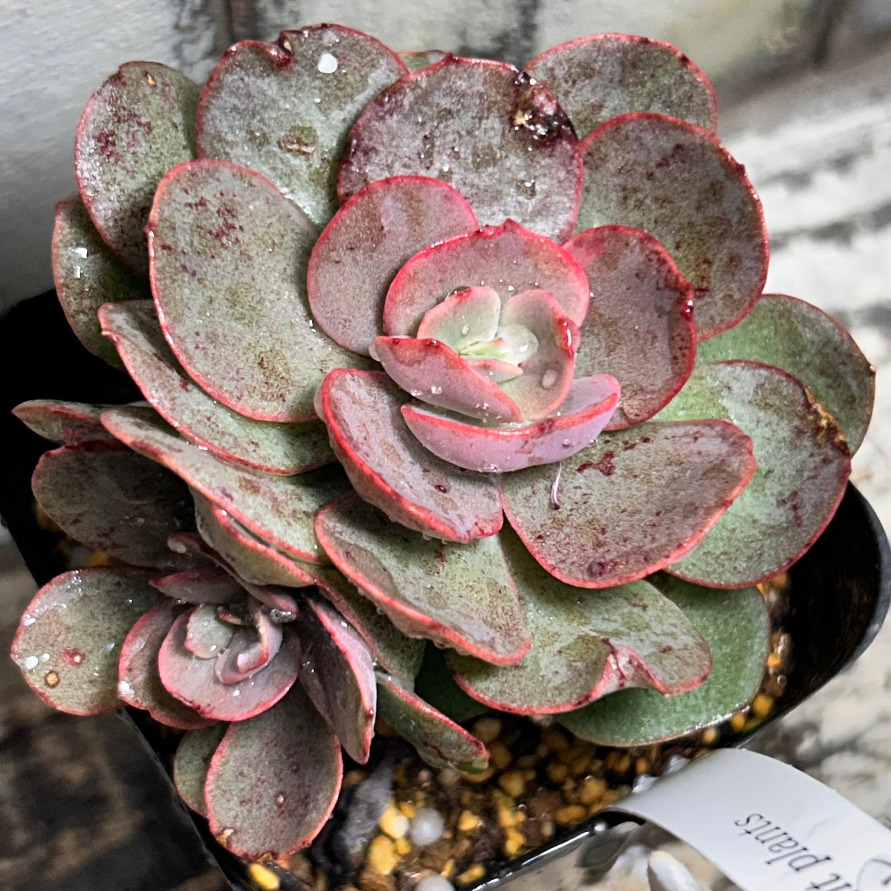 多肉 センペル ブルームーン T)ブルームーン センペル(鉢入り | RuPo 多肉植物専門店