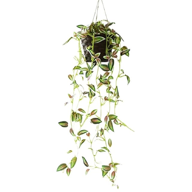 ダインツリー パイン ・ブラウンシュガー | PAY ID