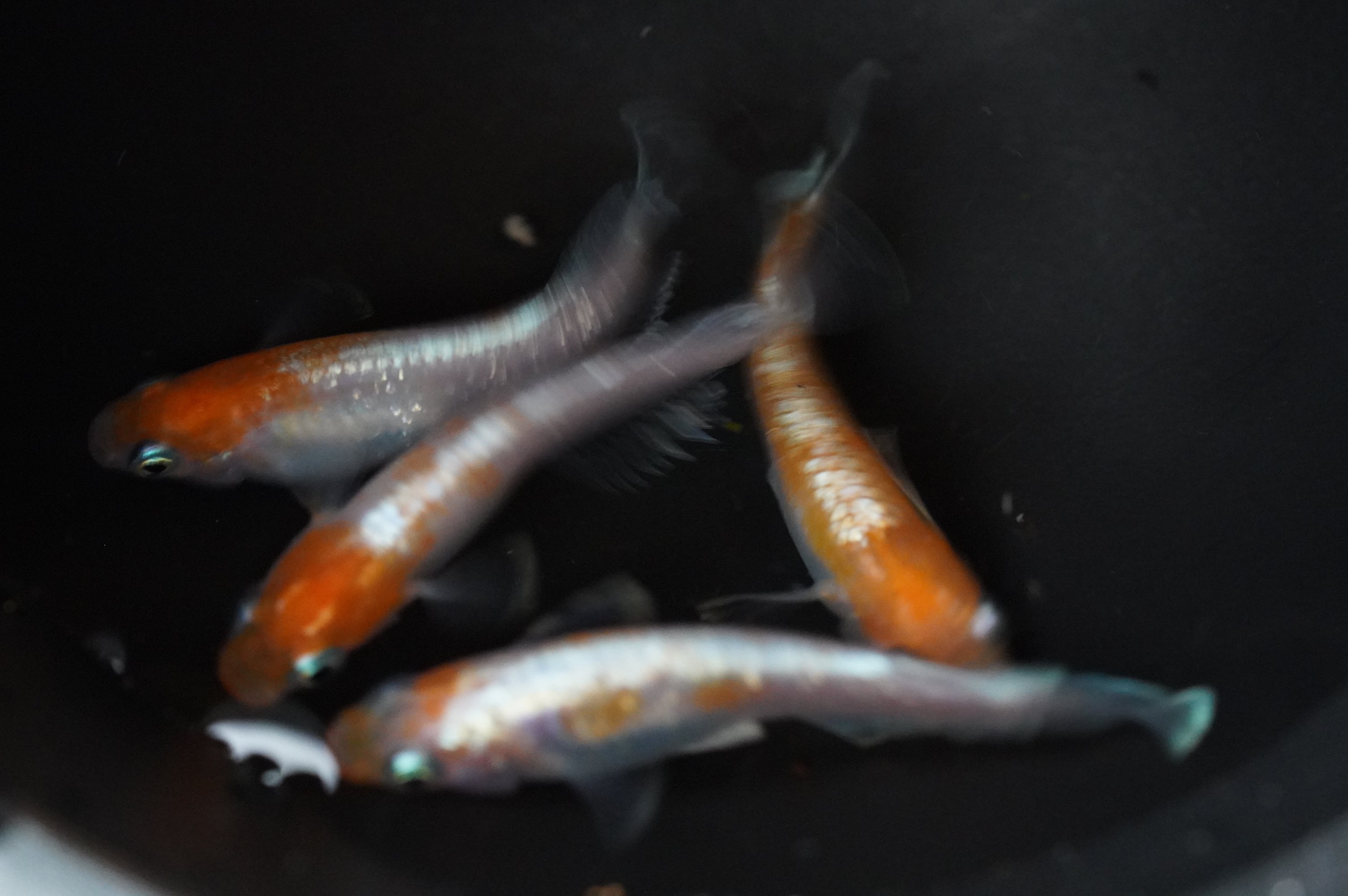 レッドクリフ紅白 稚魚 | 球磨メダカ牧場