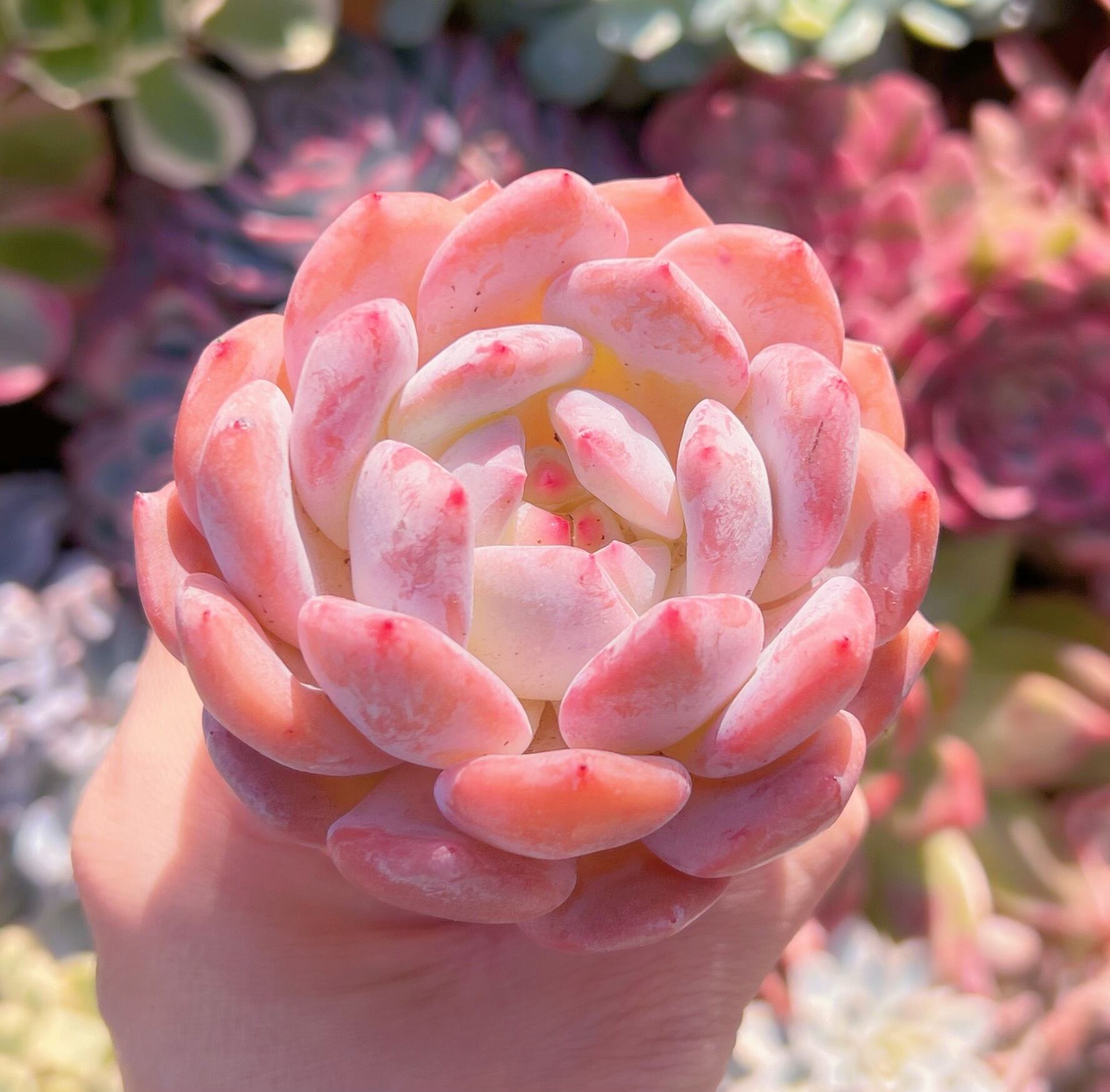 多肉植物 オレンジモンロー(1頭大苗) 新入荷 るる農園 | るる農園~多肉