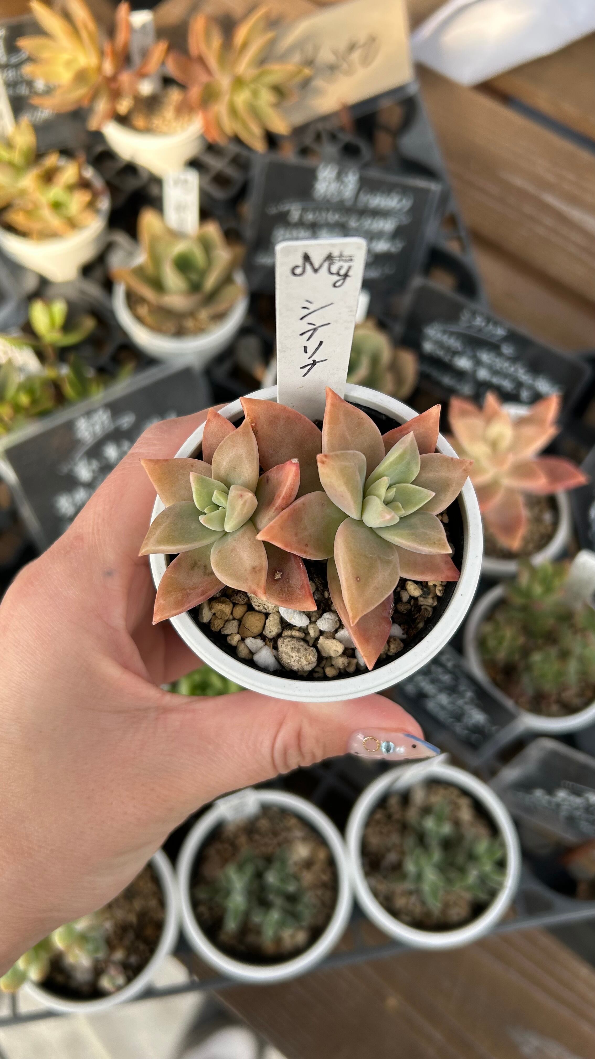 天狗の舞 多肉植物 クラッスラ 安心の生産ポットそのまま販売（8個