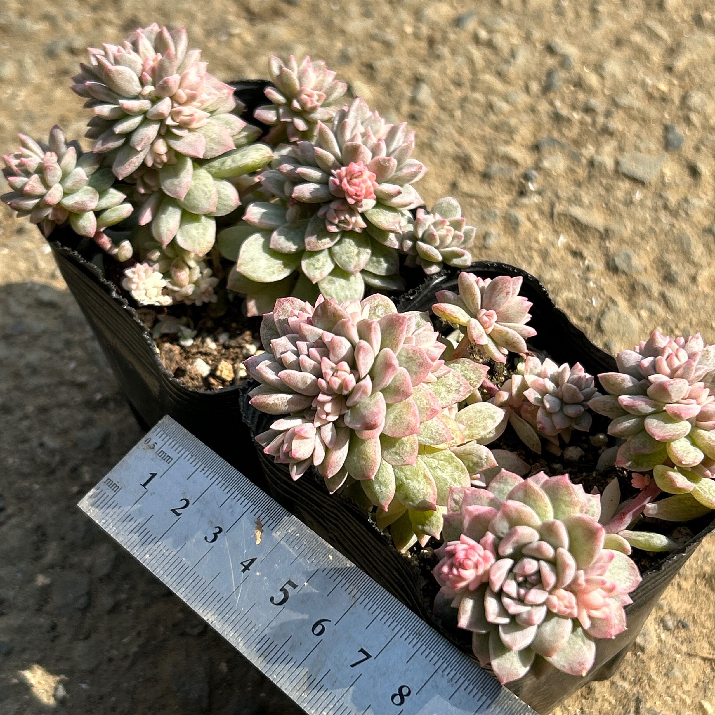 プロリフィカ錦 | RuPo 多肉植物専門店