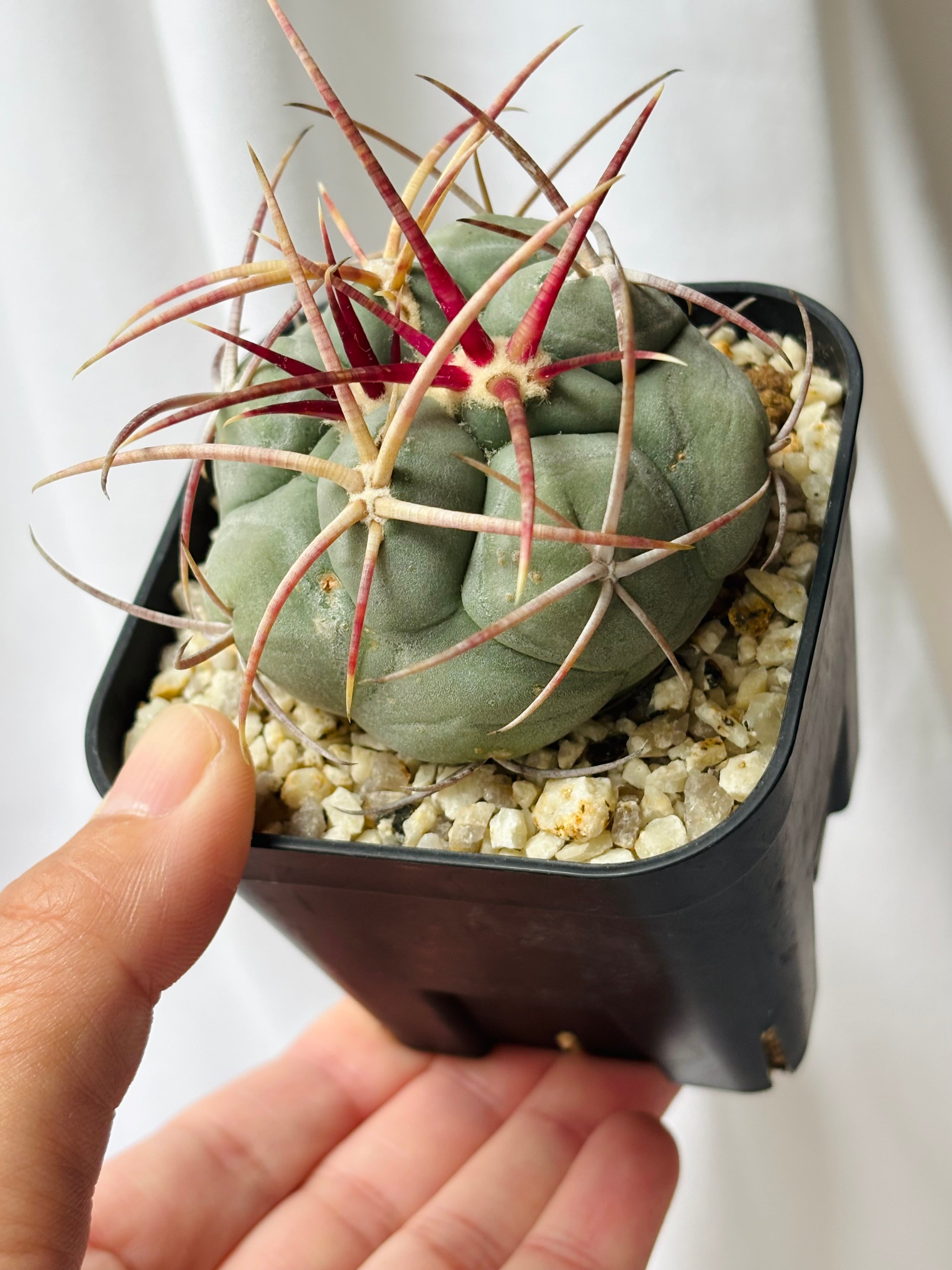 Thelocactus hexaedrophorus v. fossulatus テロカクタス 緋冠竜