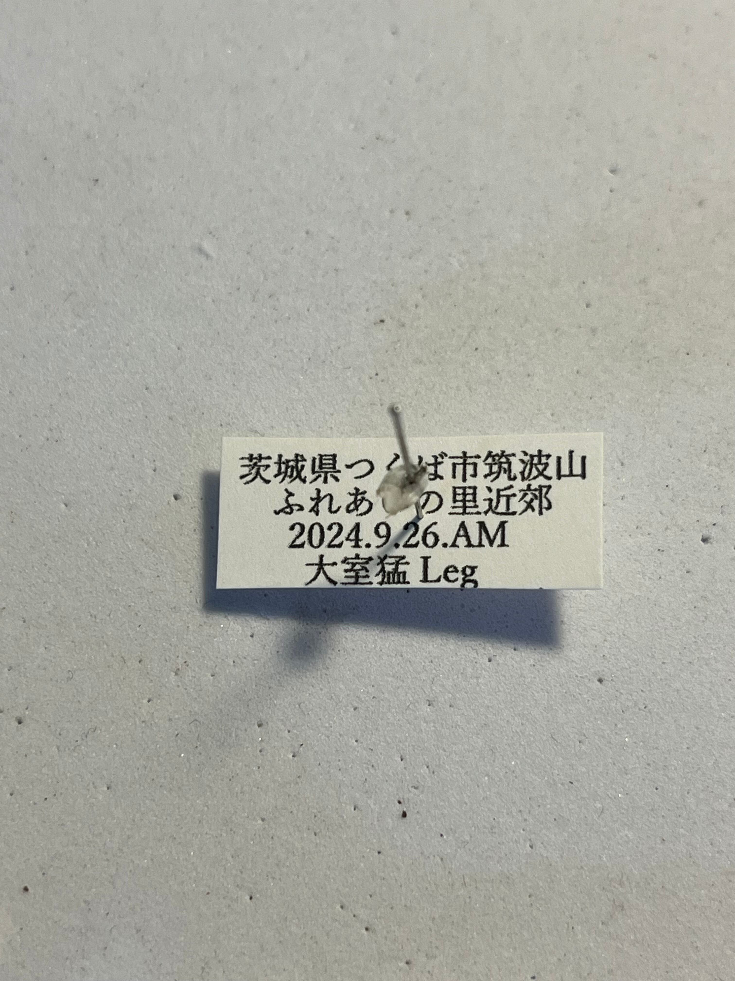 半立体標本】オニヤンマAnotogaster sieboldii ストラップ 虫よけ